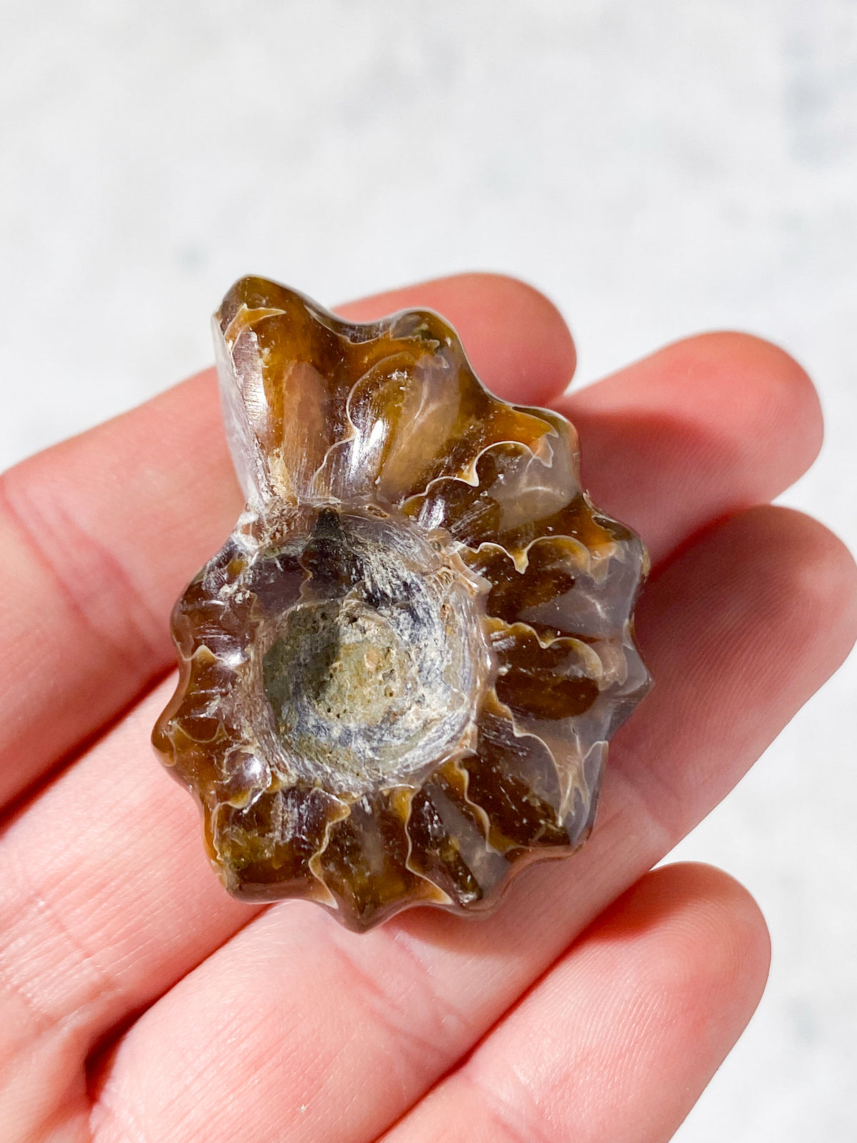 Douvilleiceras Ammonit Fossil (Nr. 4)