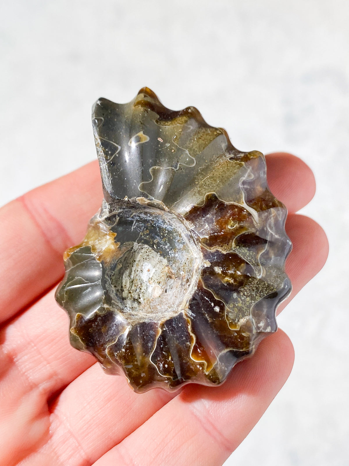 Douvilleiceras Ammonit Fossil (Nr. 6)