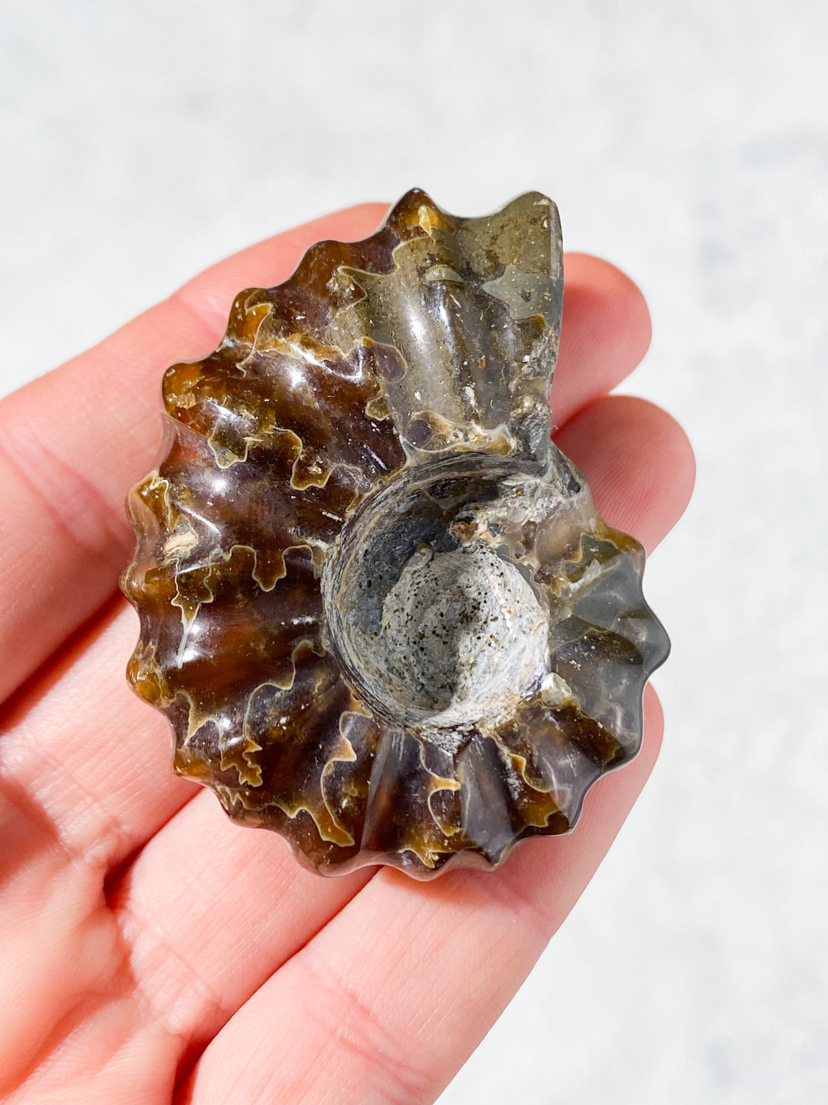 Douvilleiceras Ammonit Fossil (Nr. 6)