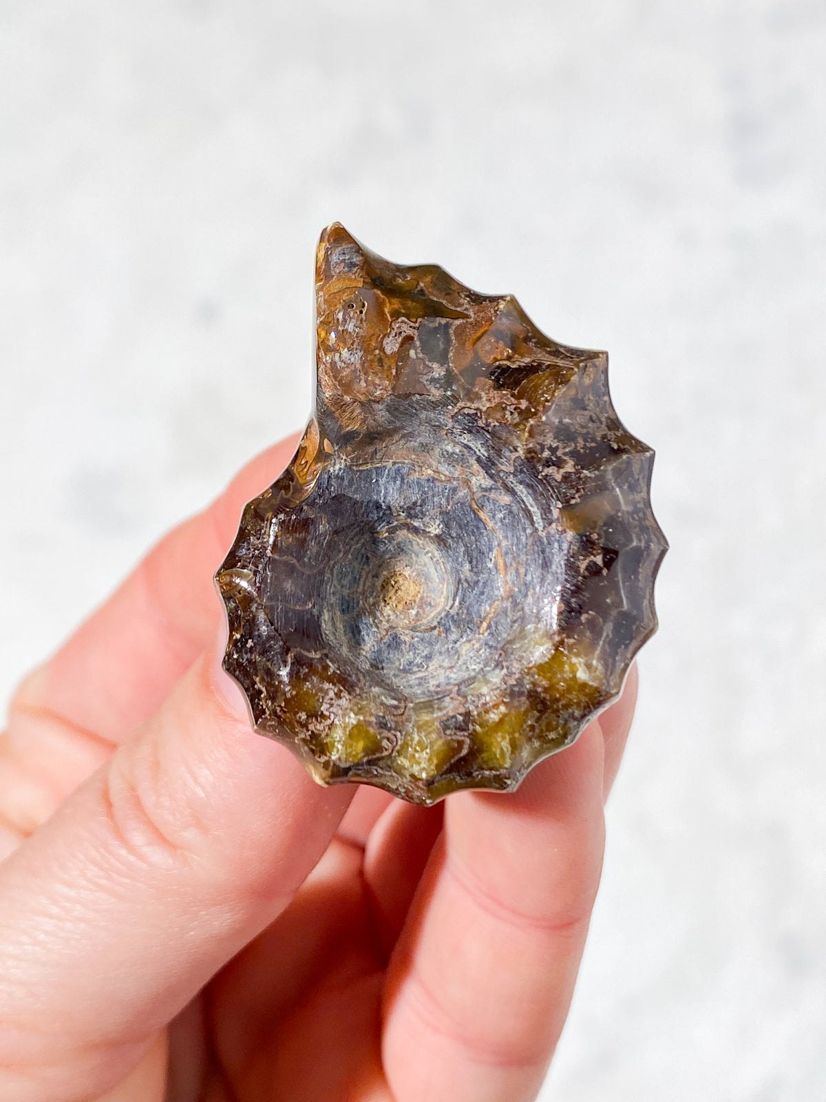 Douvilleiceras Ammonit Fossil (Nr. 7)