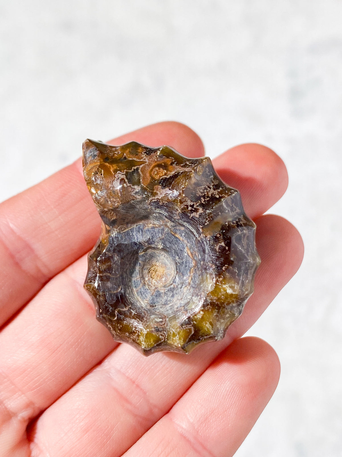 Douvilleiceras Ammonit Fossil (Nr. 7)