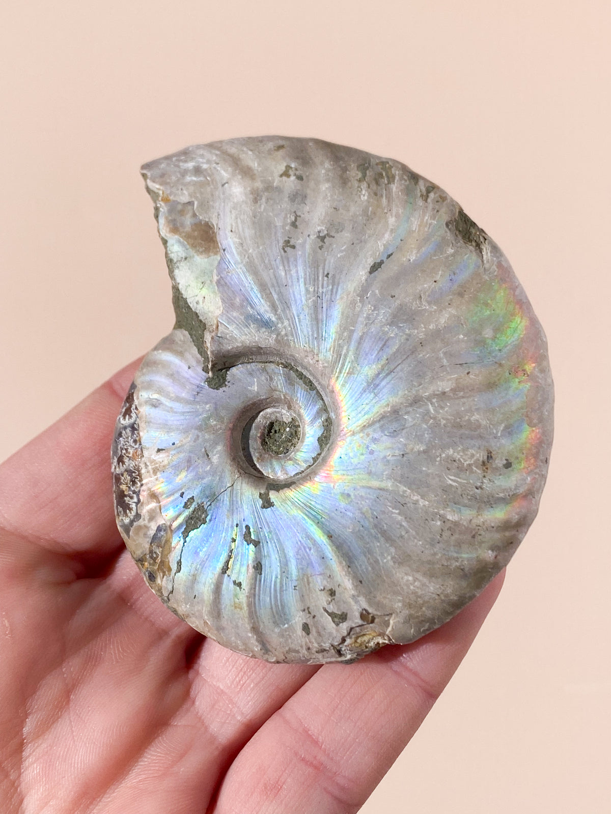 Regnbågsammonitfossil (Nr 2)