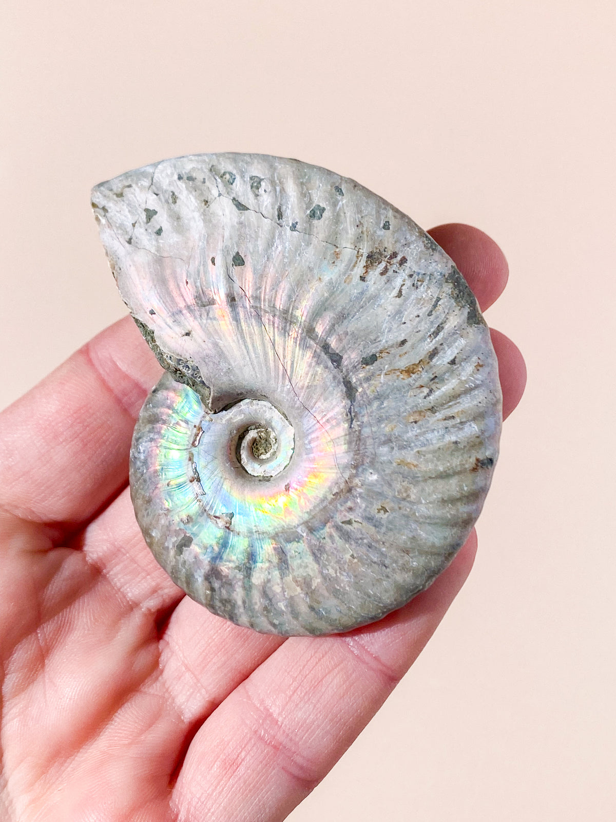 Regnbue Ammonit Fossil (Nr. 3)