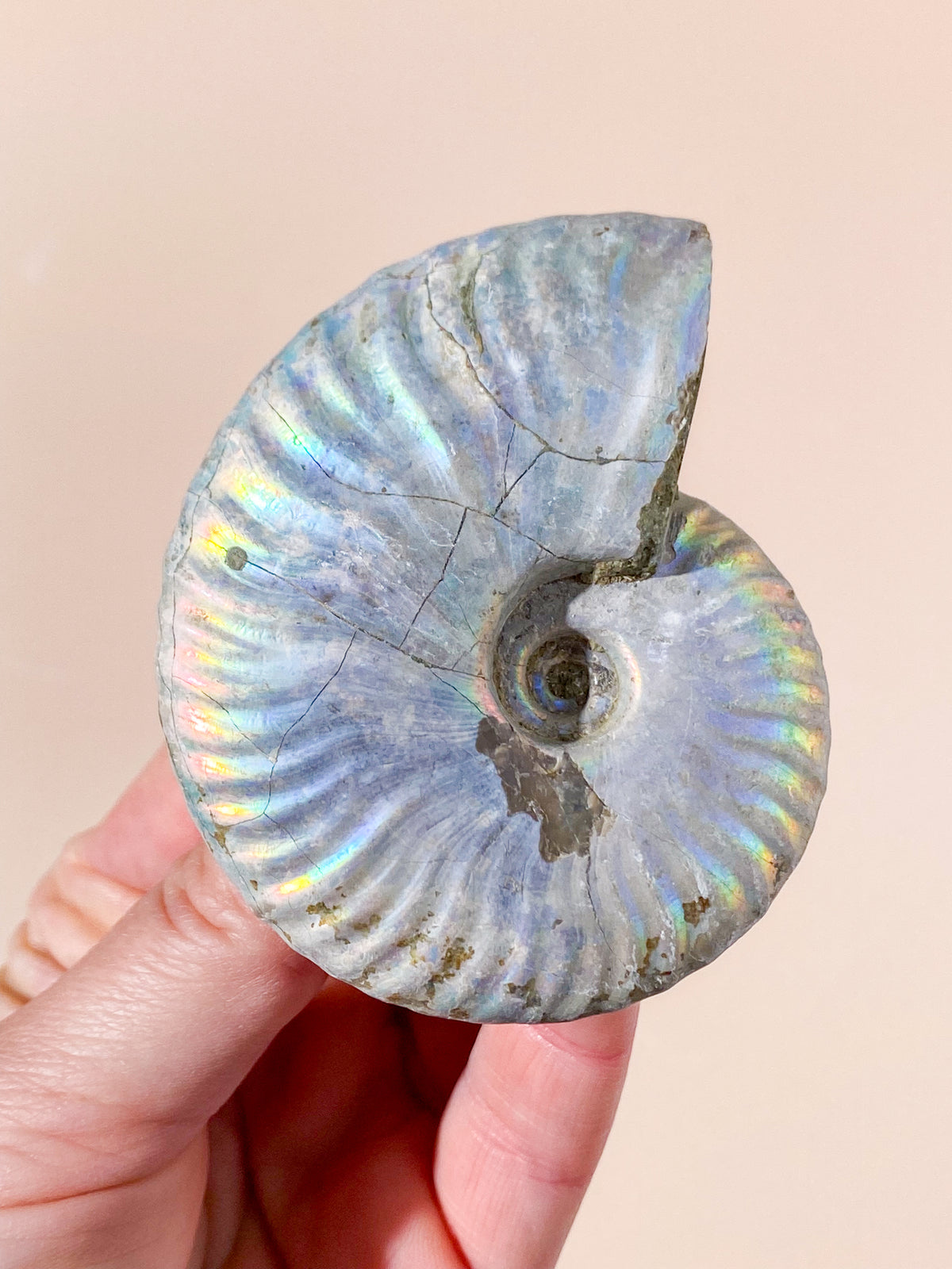Regnbue Ammonit Fossil (Nr. 5)