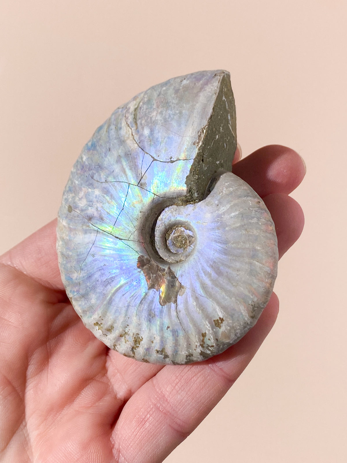 Regnbue Ammonit Fossil (Nr. 5)