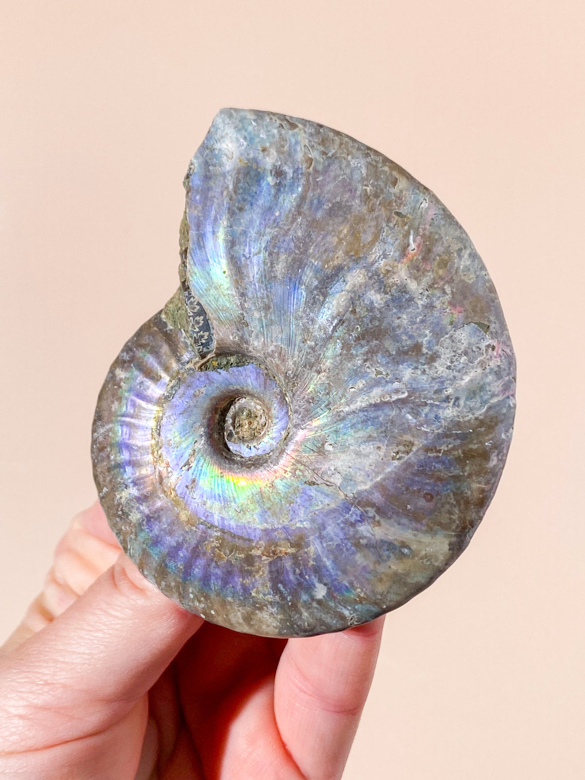 Regnbue Ammonit Fossil (Nr. 6)