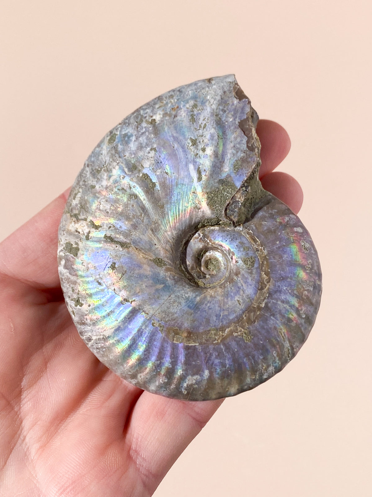 Regnbue Ammonit Fossil (Nr. 6)