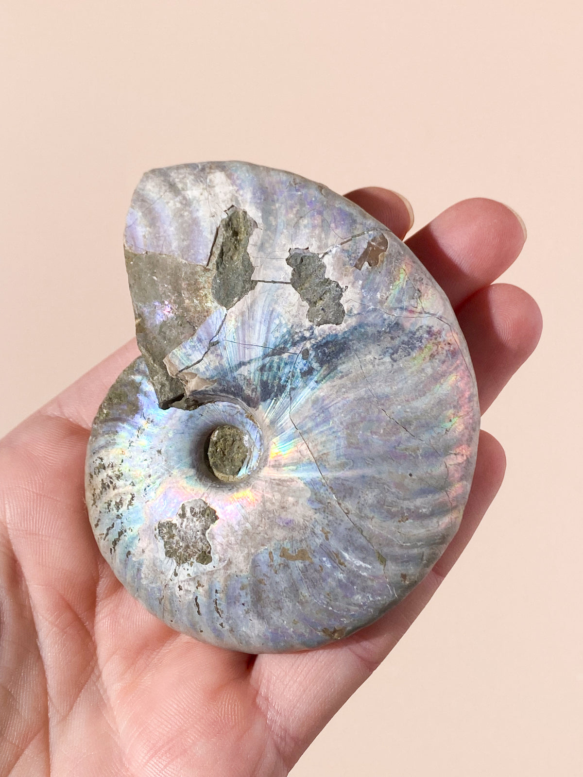 Regnbue Ammonit Fossil (Nr. 8)