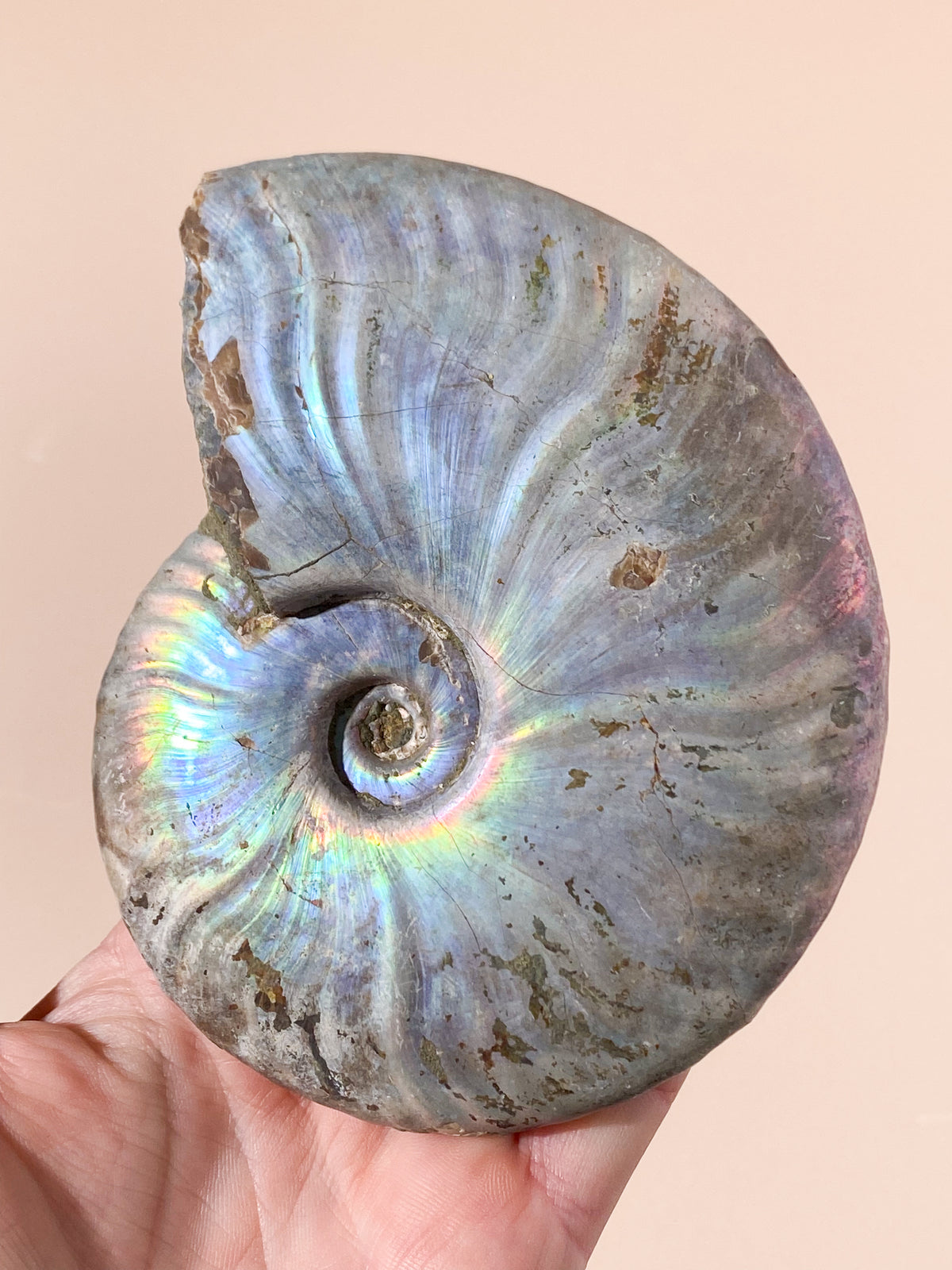Regnbågsammonitfossil (Nr 10)