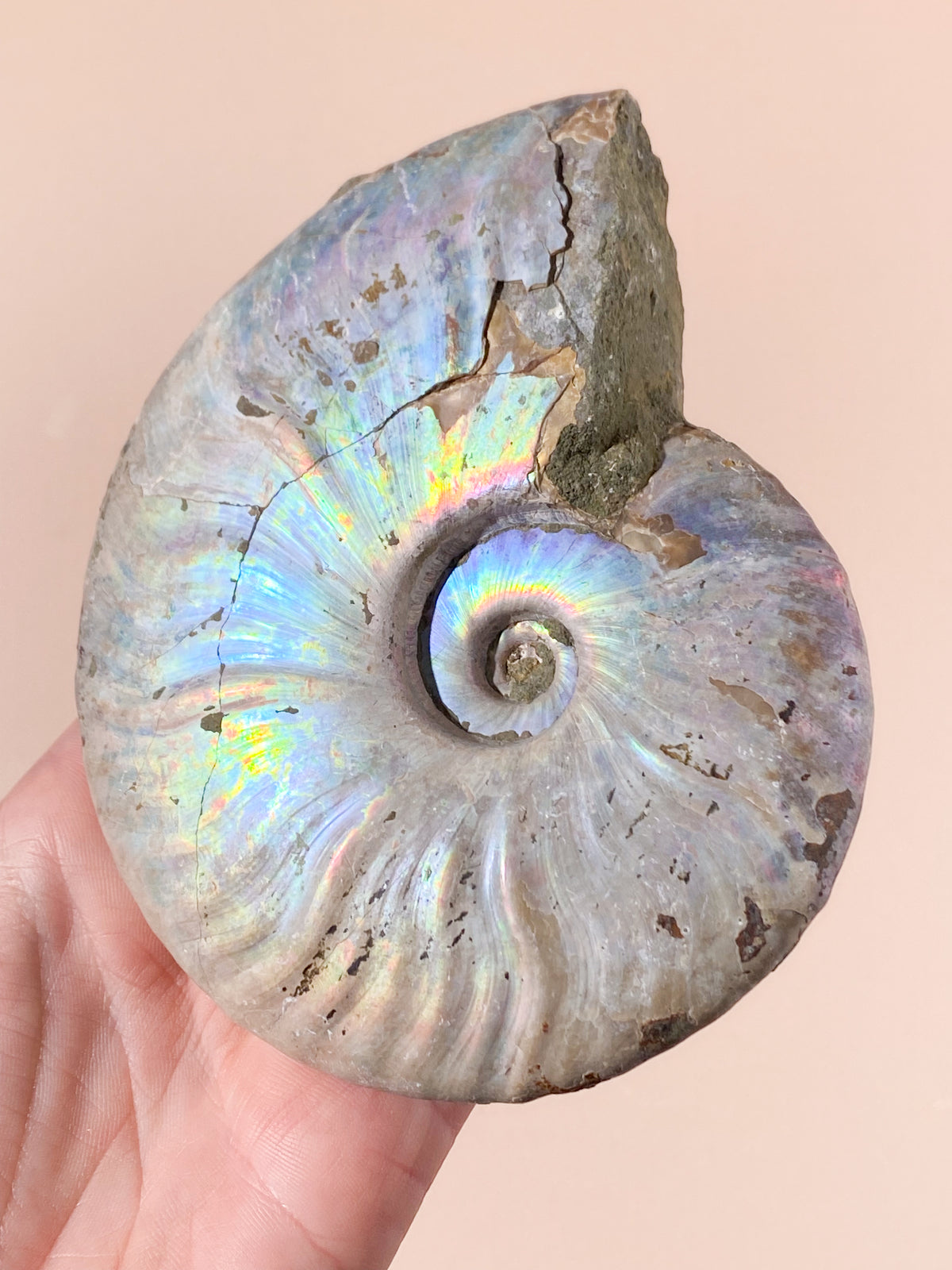 Regnbågsammonitfossil (Nr 10)