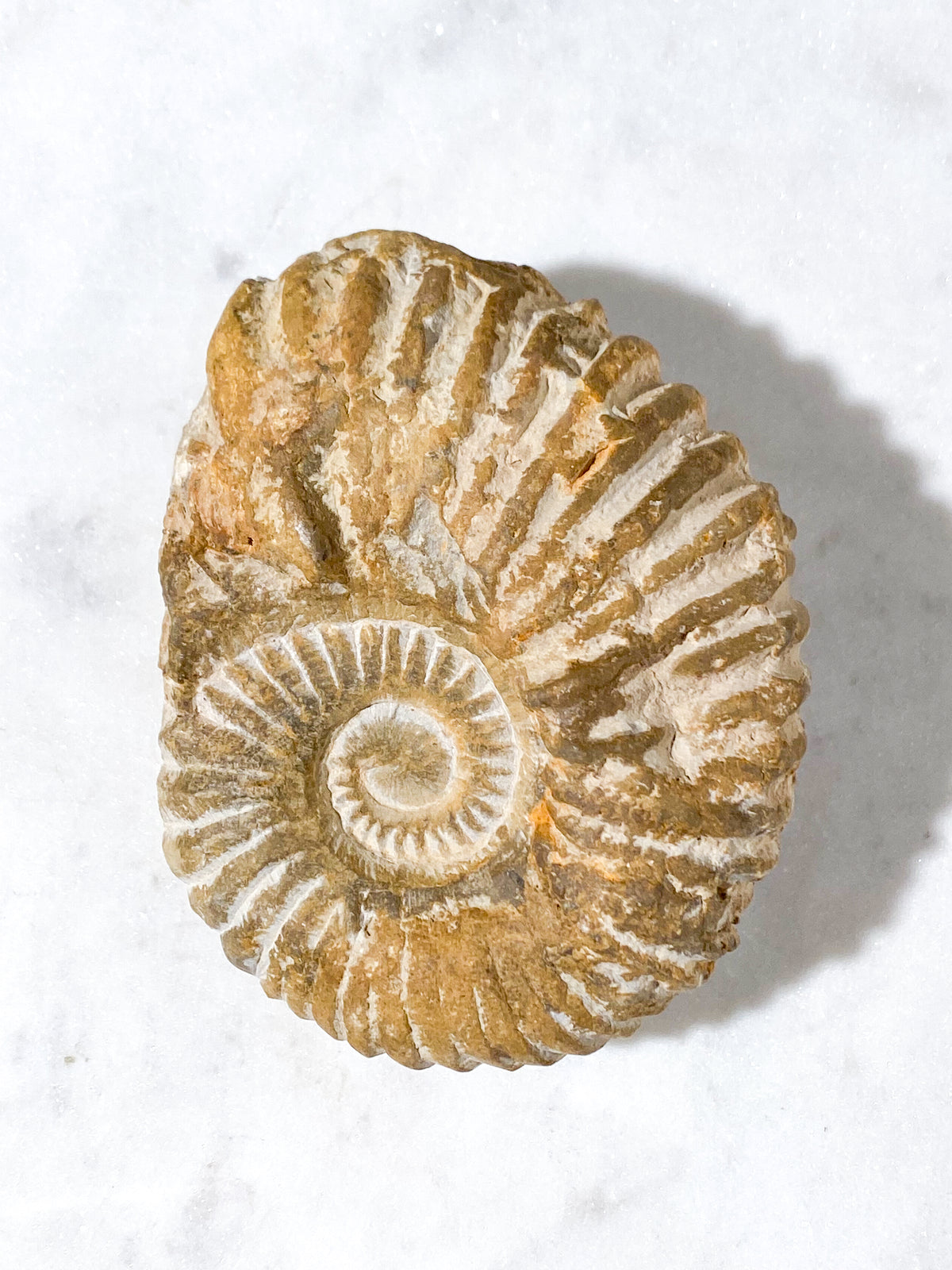 Ammonit Fossil (Nr. 6)