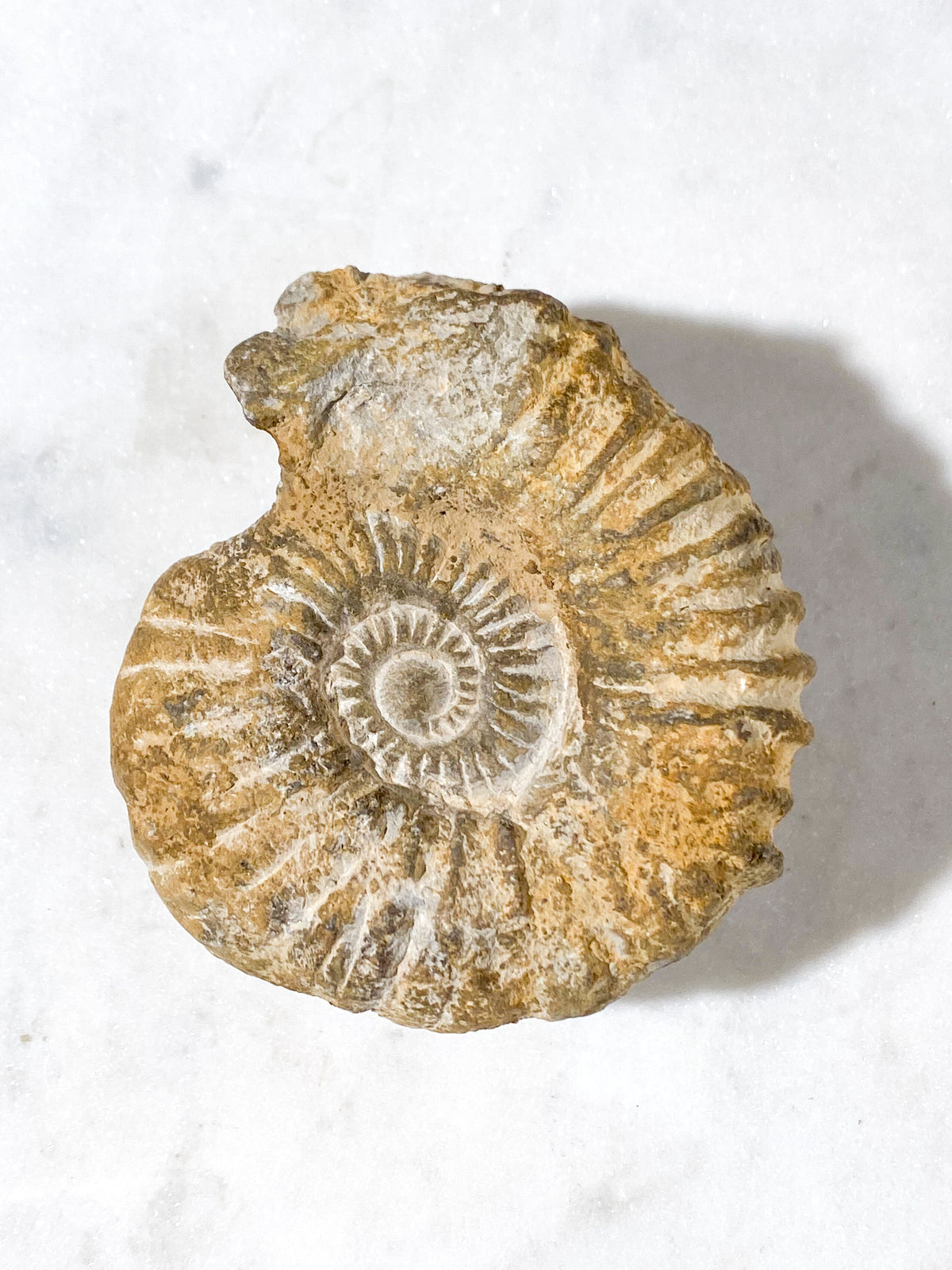 Ammonit Fossil (Nr. 7)
