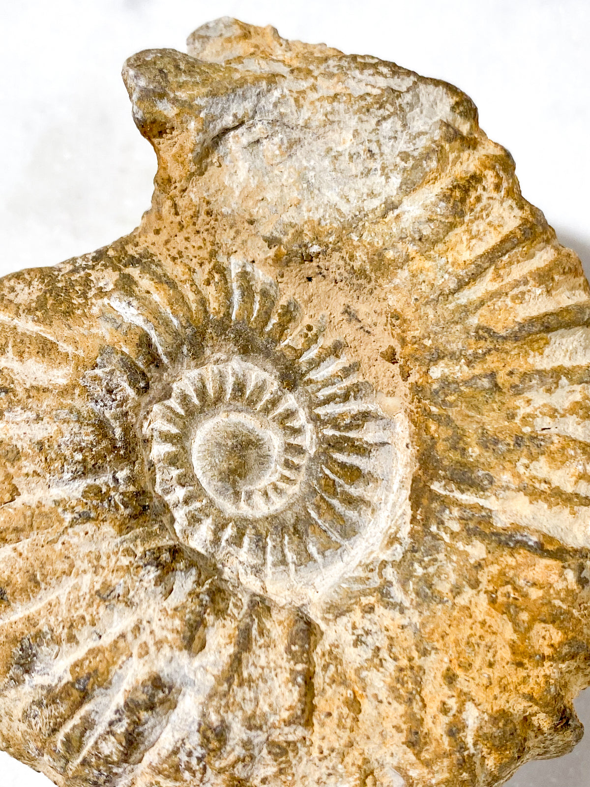 Ammonit Fossil (Nr. 7)