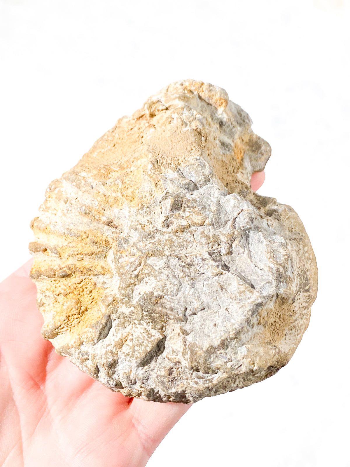 Ammonit Fossil (Nr. 7)