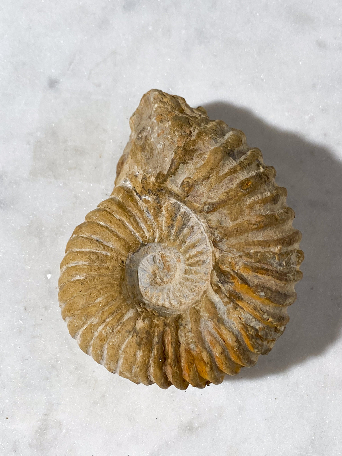 TOM (Kopia) (Kopia) (Kopia) (Kopia)