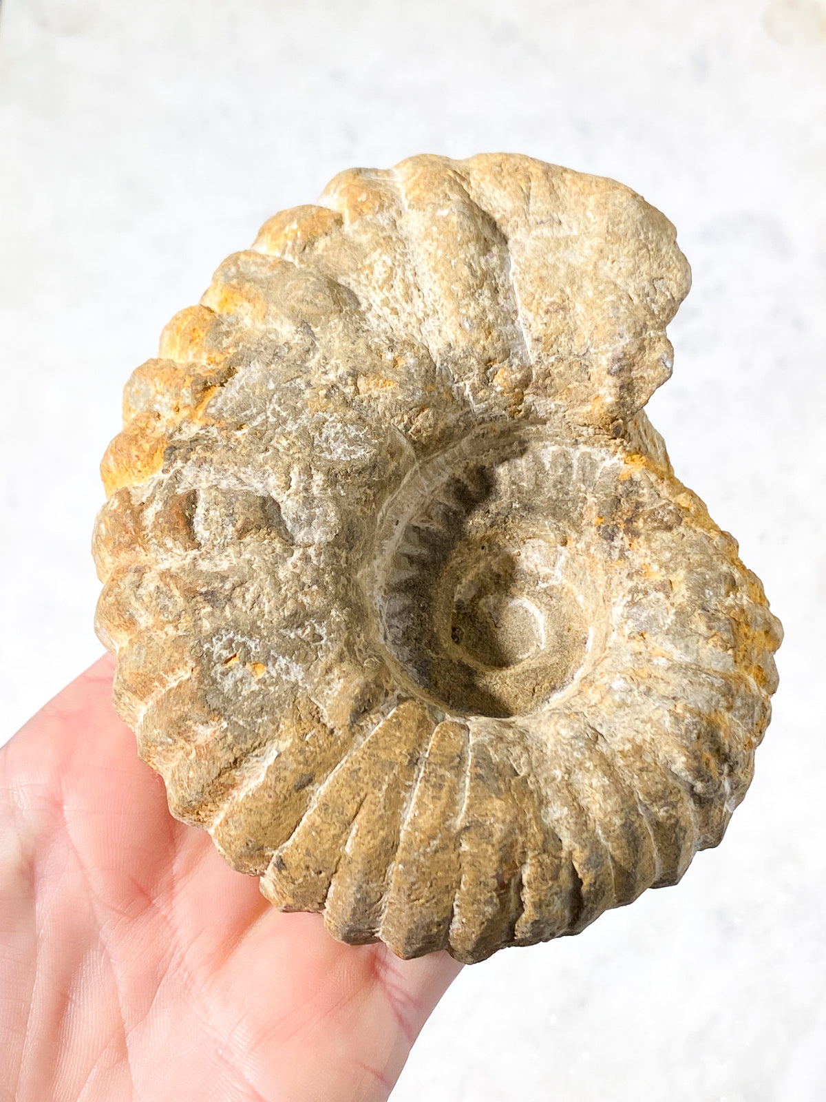 Ammonit Fossil (Nr. 10)