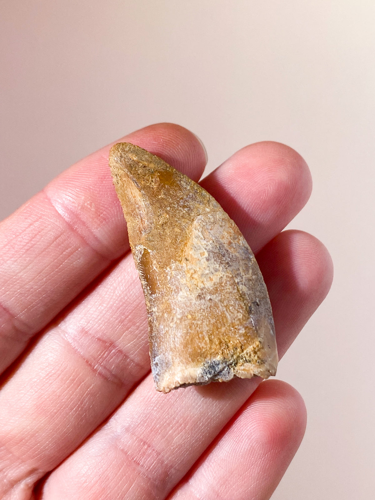 Carcharodontosaurus Tandfossil (Nr. 2)