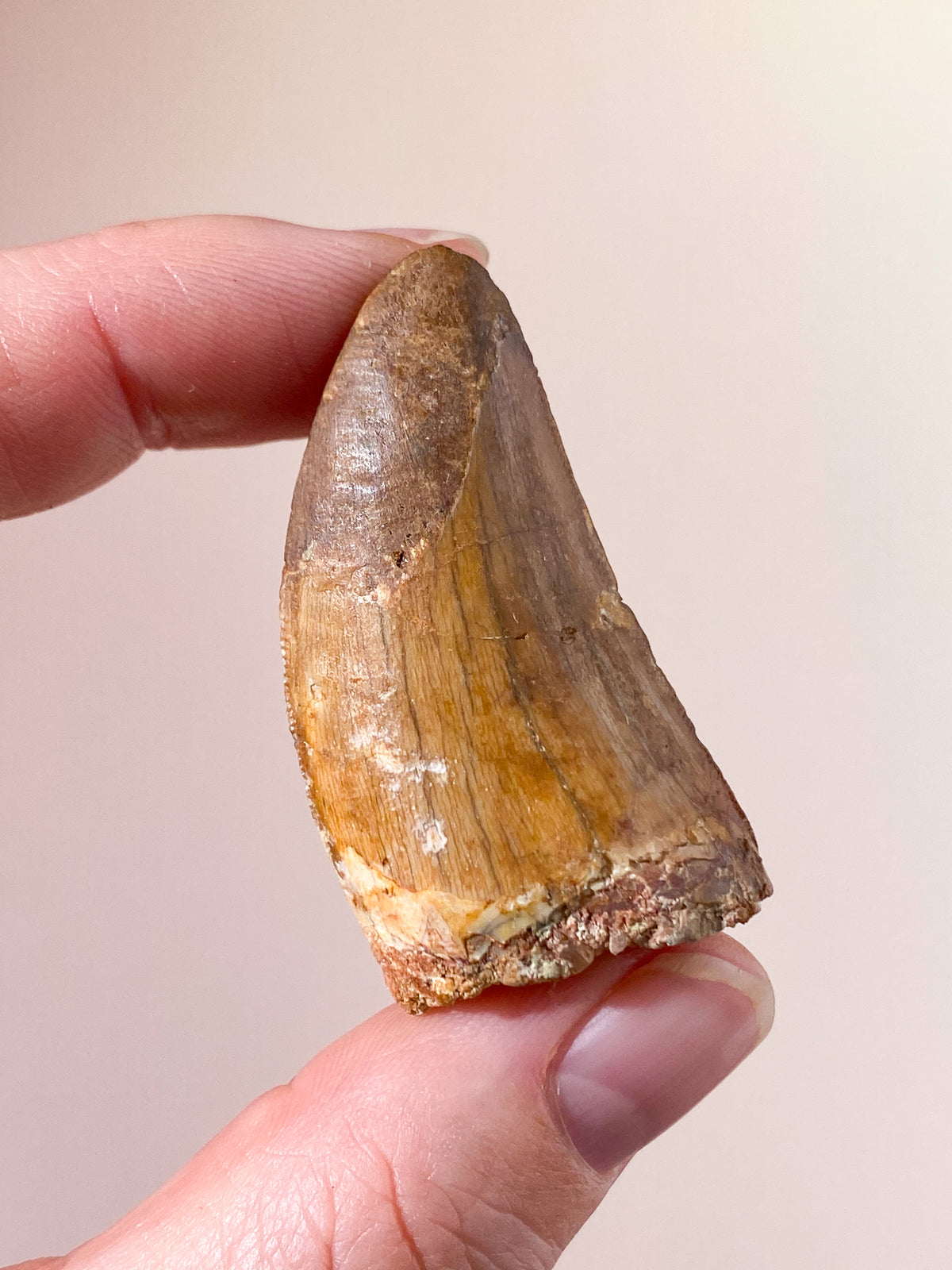 Carcharodontosaurus Tand Fossil (Nr. 6)