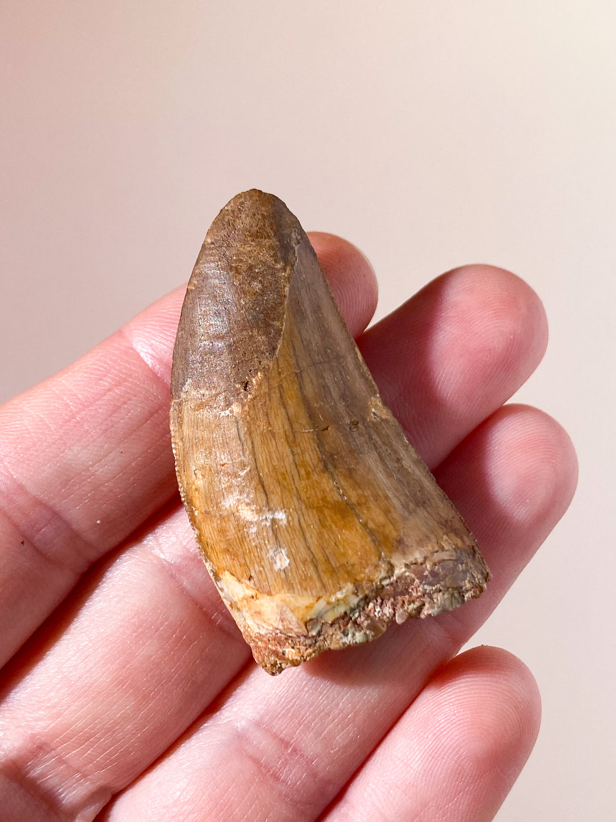 Carcharodontosaurus Tand Fossil (Nr. 6)