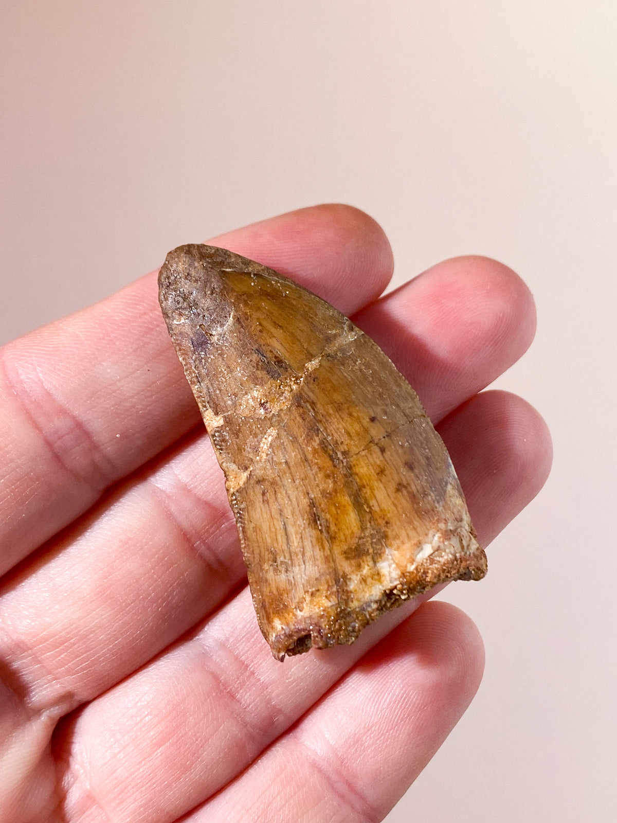 Carcharodontosaurus Tand Fossil (Nr. 6)