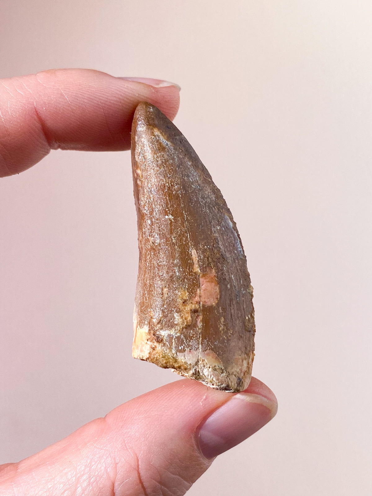 Carcharodontosaurus Tand Fossil (Nr. 7)