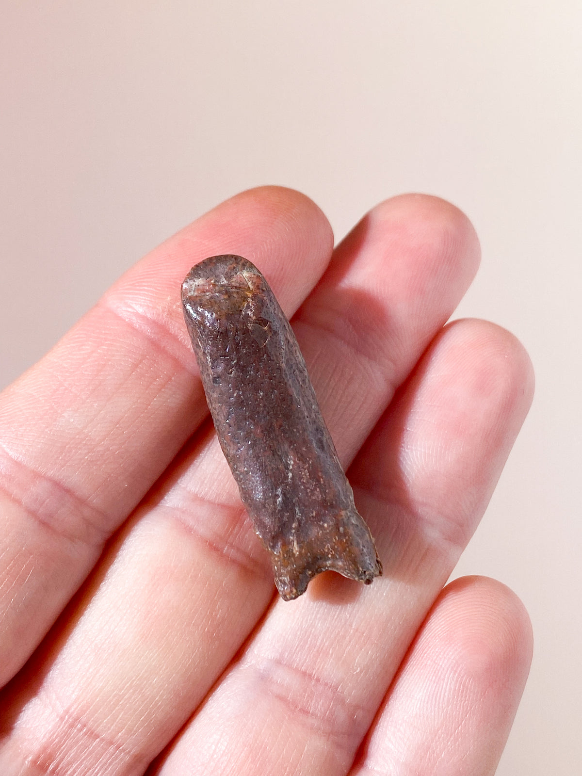 Rebbachisaurus Tand Fossil (Langhals) (Nr. 1)