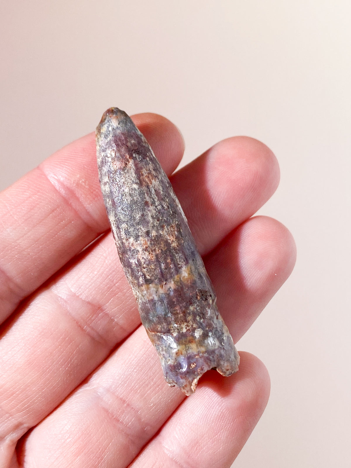 Rebbachisaurus Tand Fossil (Langhals) (Nr. 3)