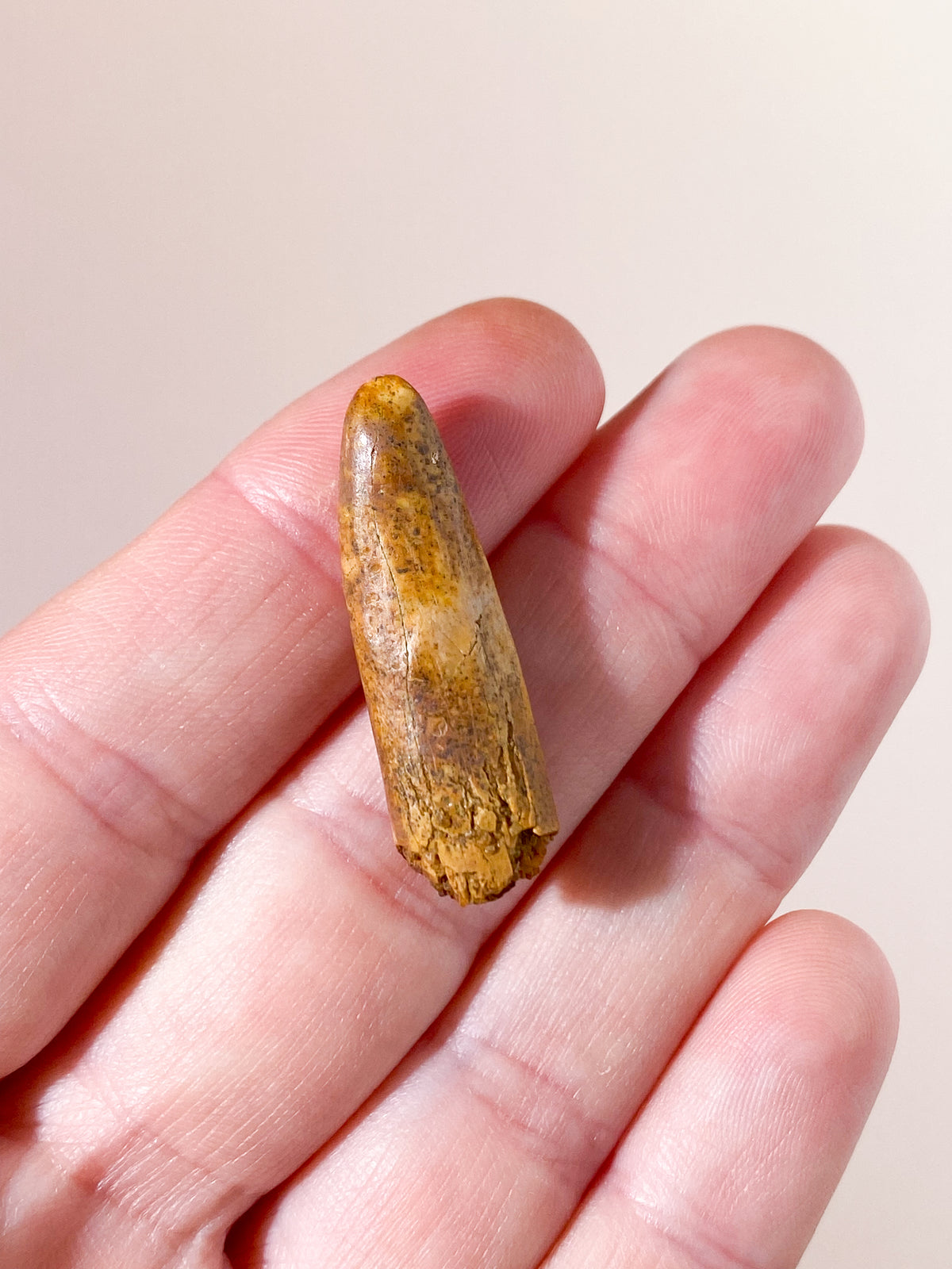 Rebbachisaurus Tand Fossil (Langhals) (Nr. 5)
