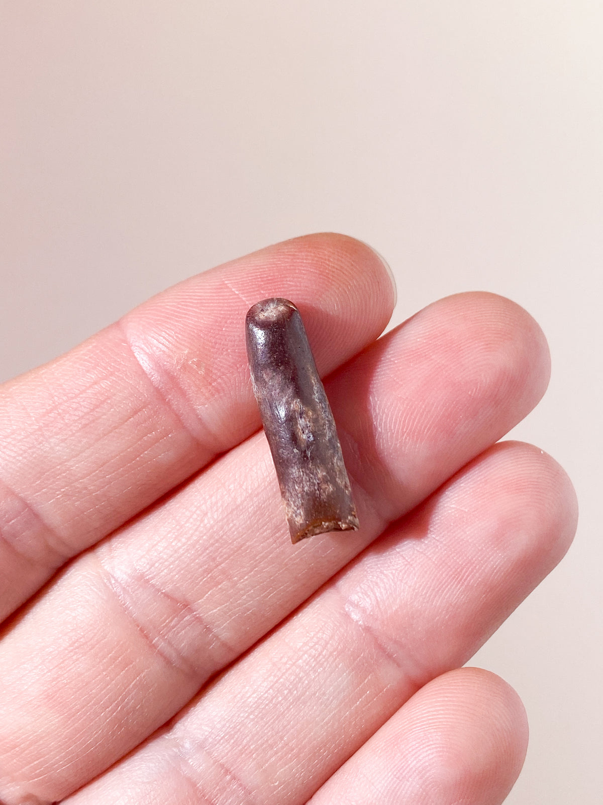 Rebbachisaurus Tandfossil (Långhals) (Nr 6)