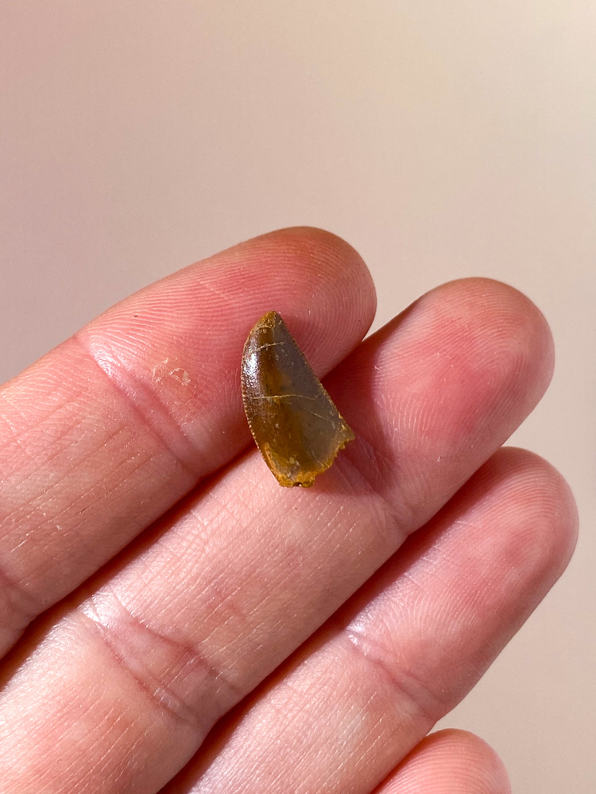 Raptor Tand Fossil (Nr. 9)