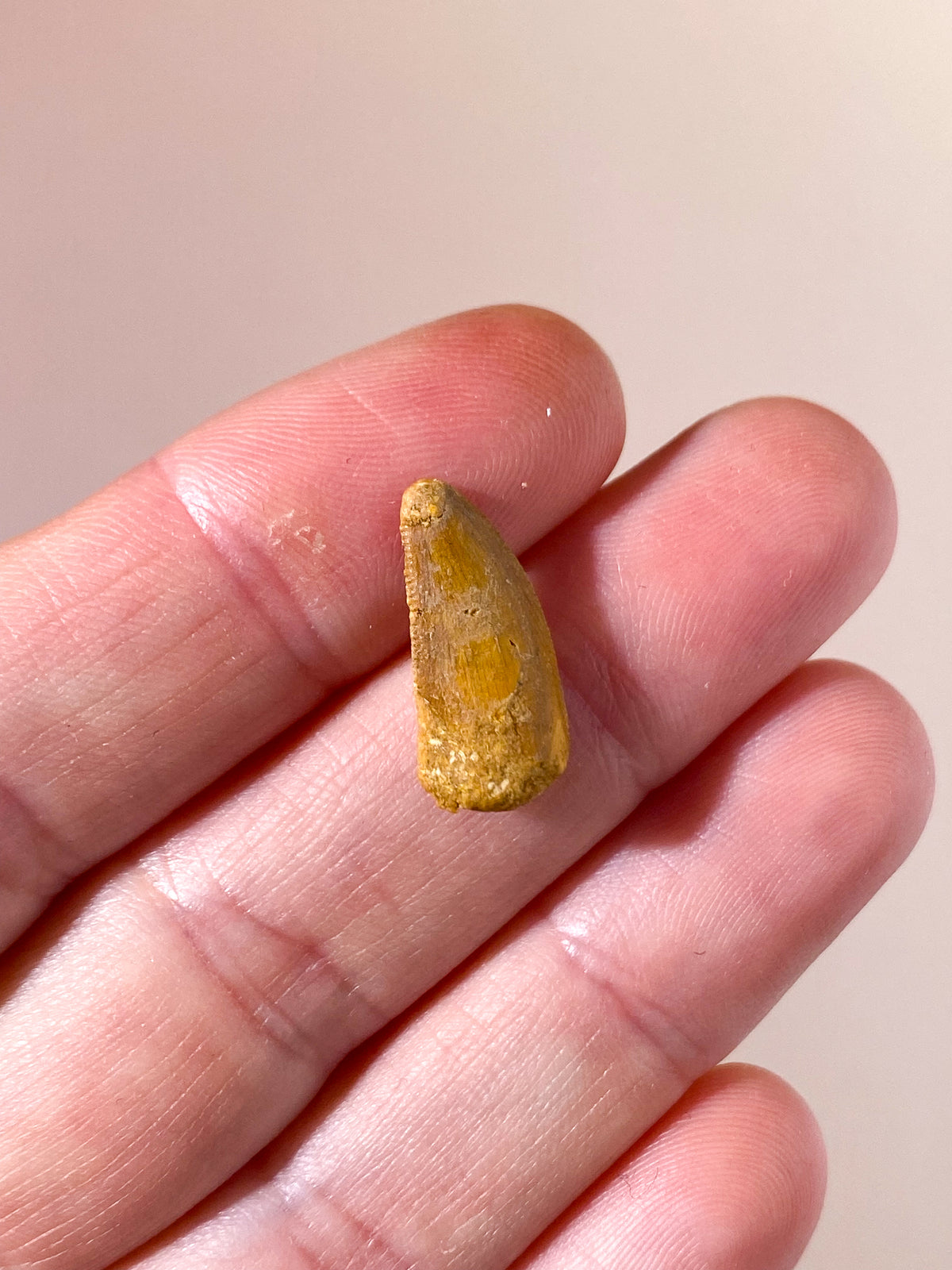 Raptor Tand Fossil (Nr. 10)
