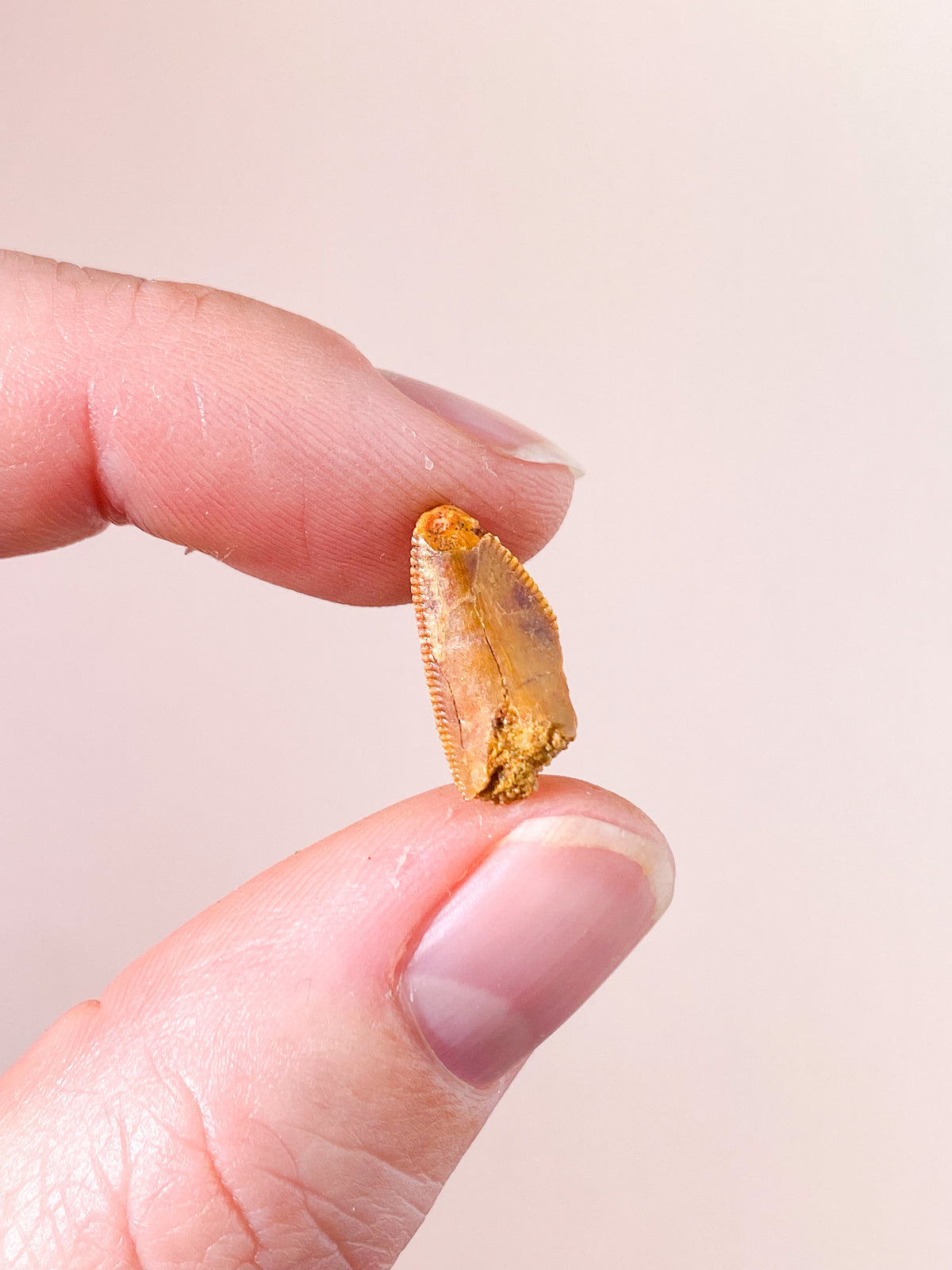 Raptor Tand Fossil (Nr. 12)