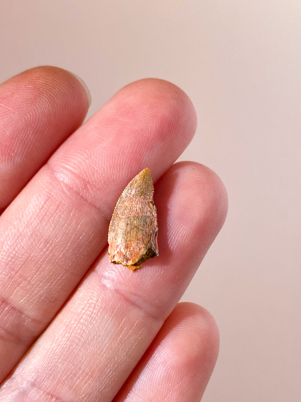 Raptor Tand Fossil (Nr. 13)