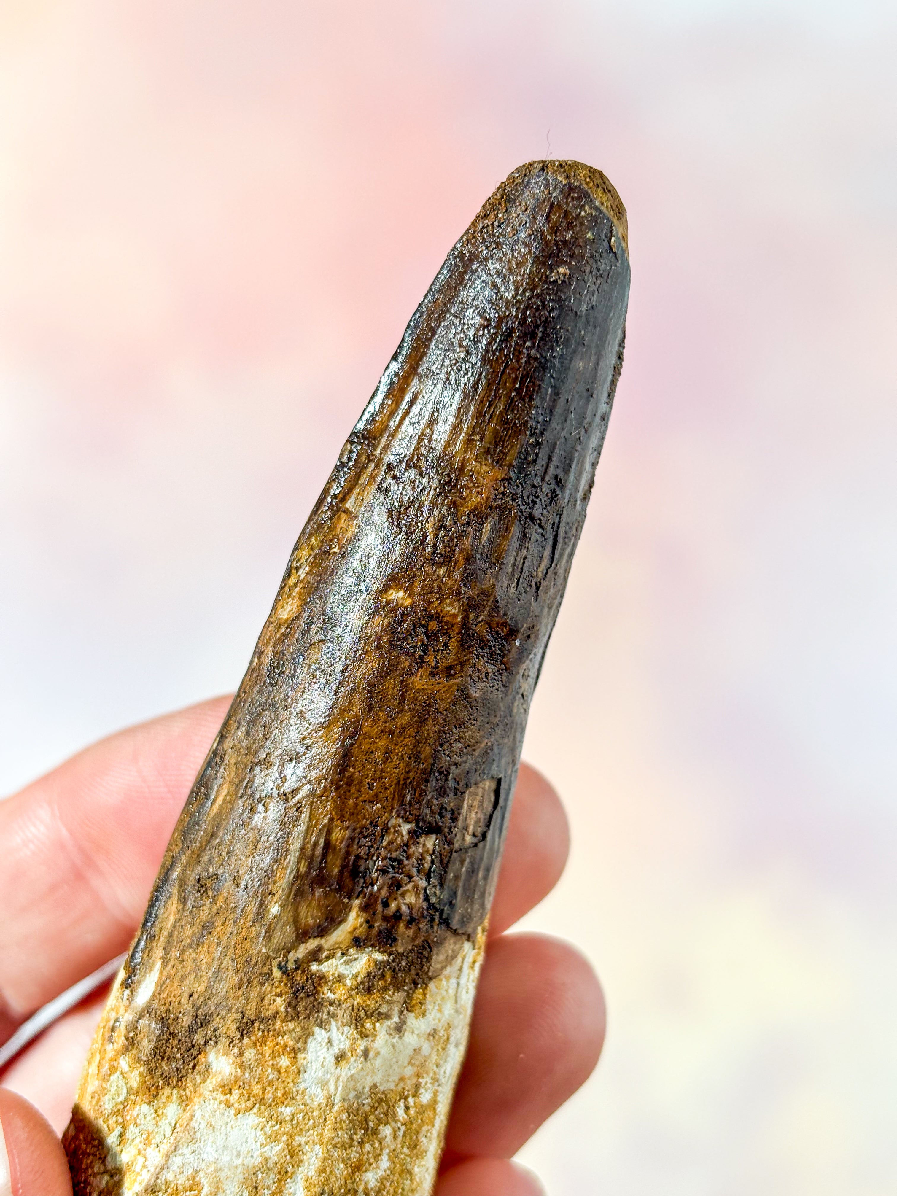 Spinosaurus Tand Fossil (Nr. 1)