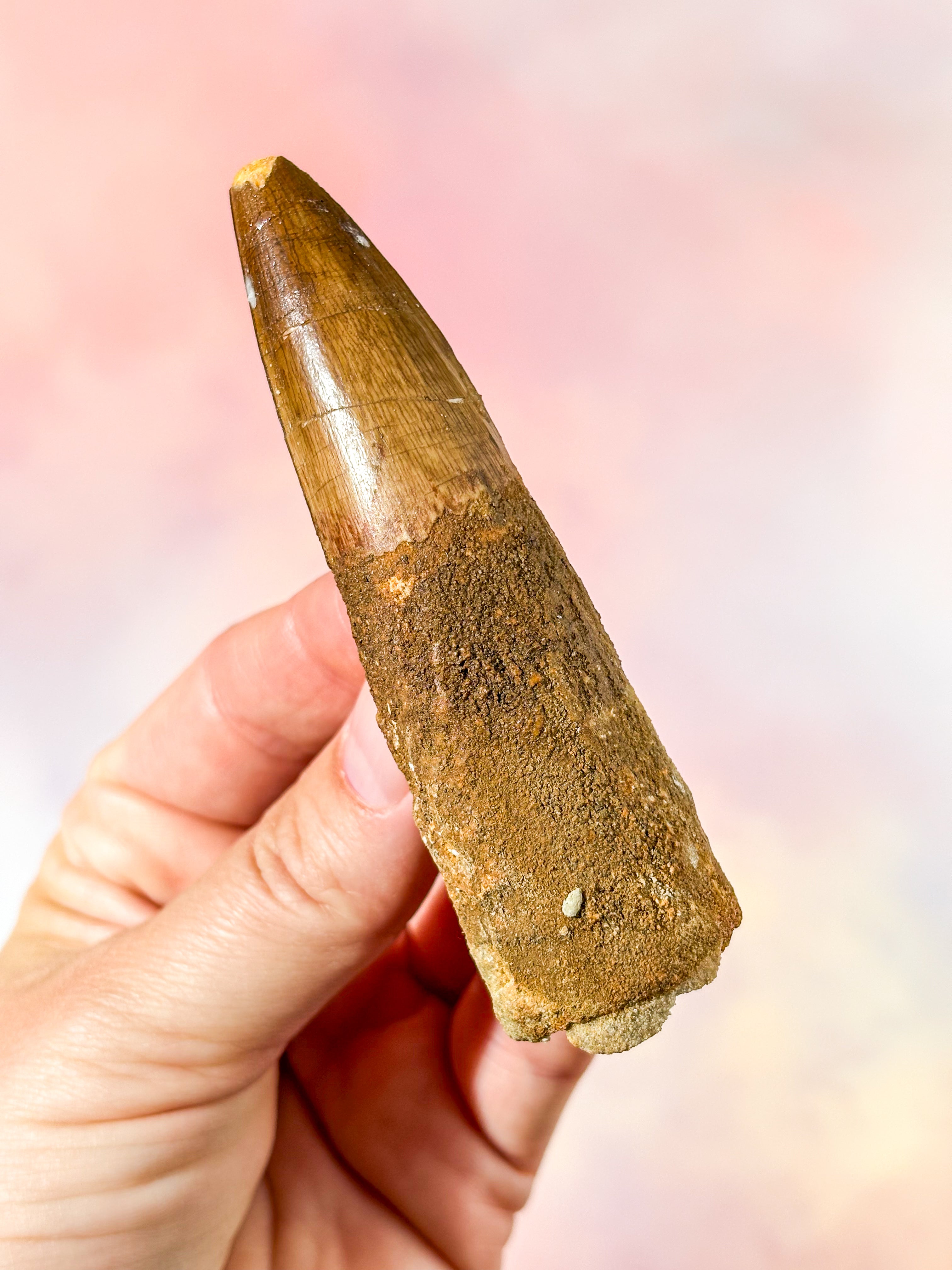 Spinosaurus Tand Fossil (Nr. 2)