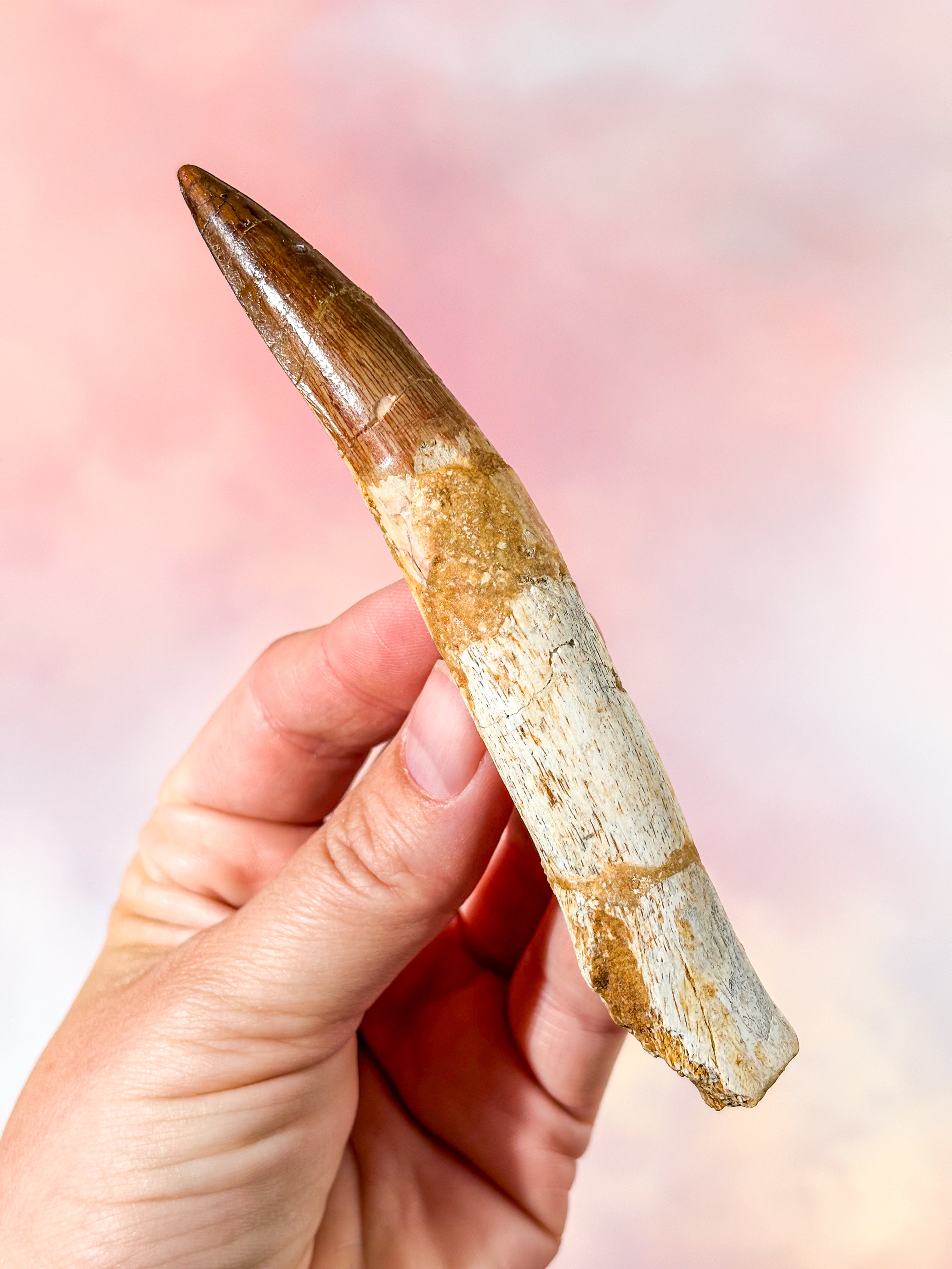 Spinosaurus Tand Fossil (Nr. 3)