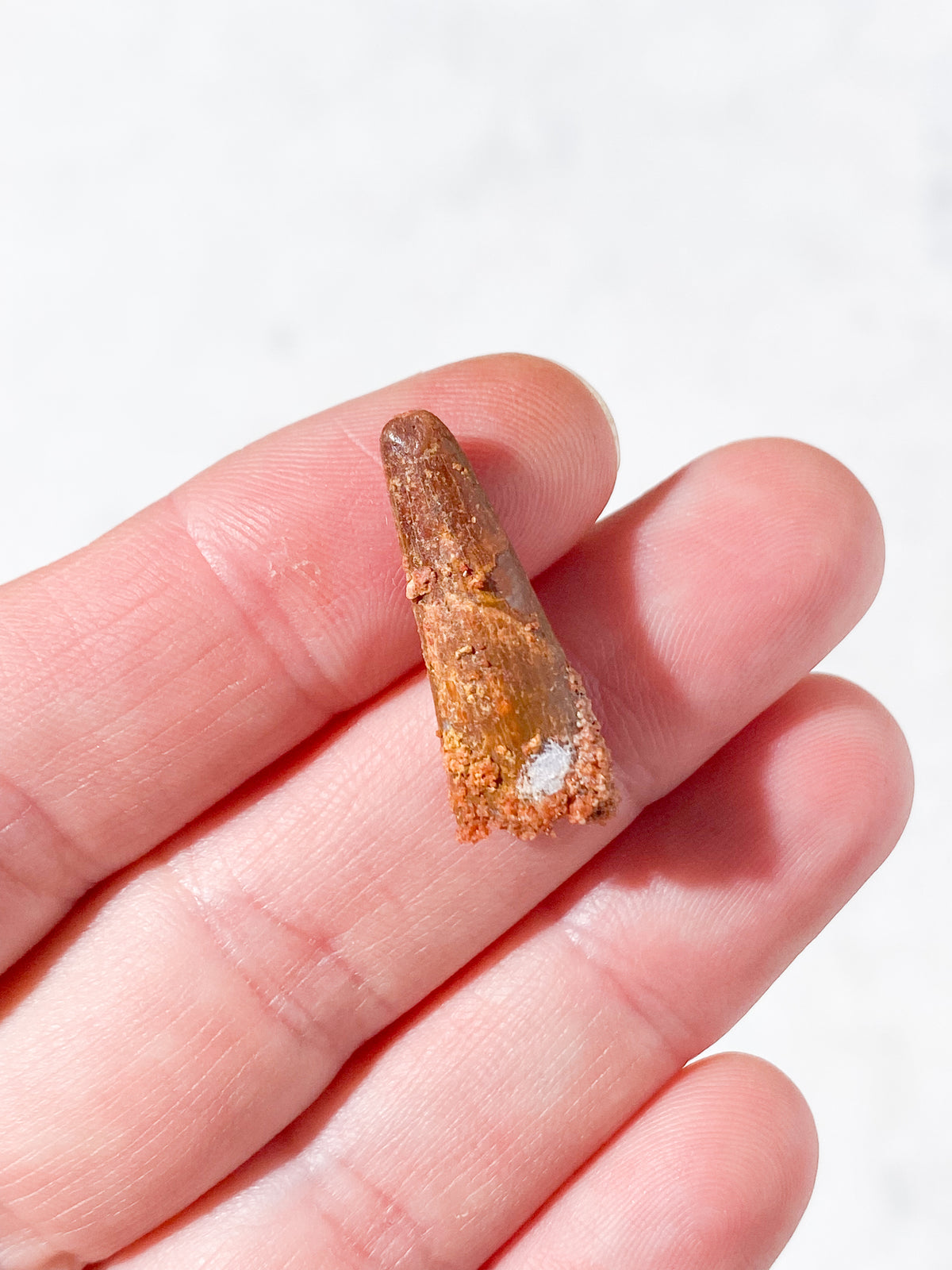 Pterosaur Tand Fossil (Nr. 1) Flyveøgle