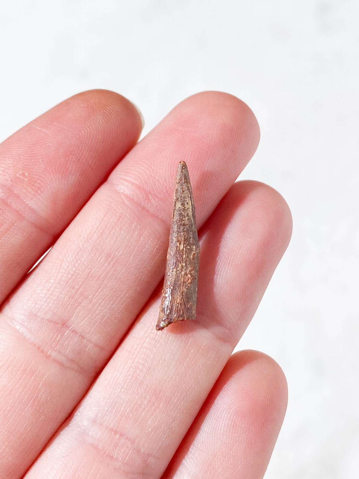 Pterosaur Tand Fossil (Nr. 2) Flyveøgle