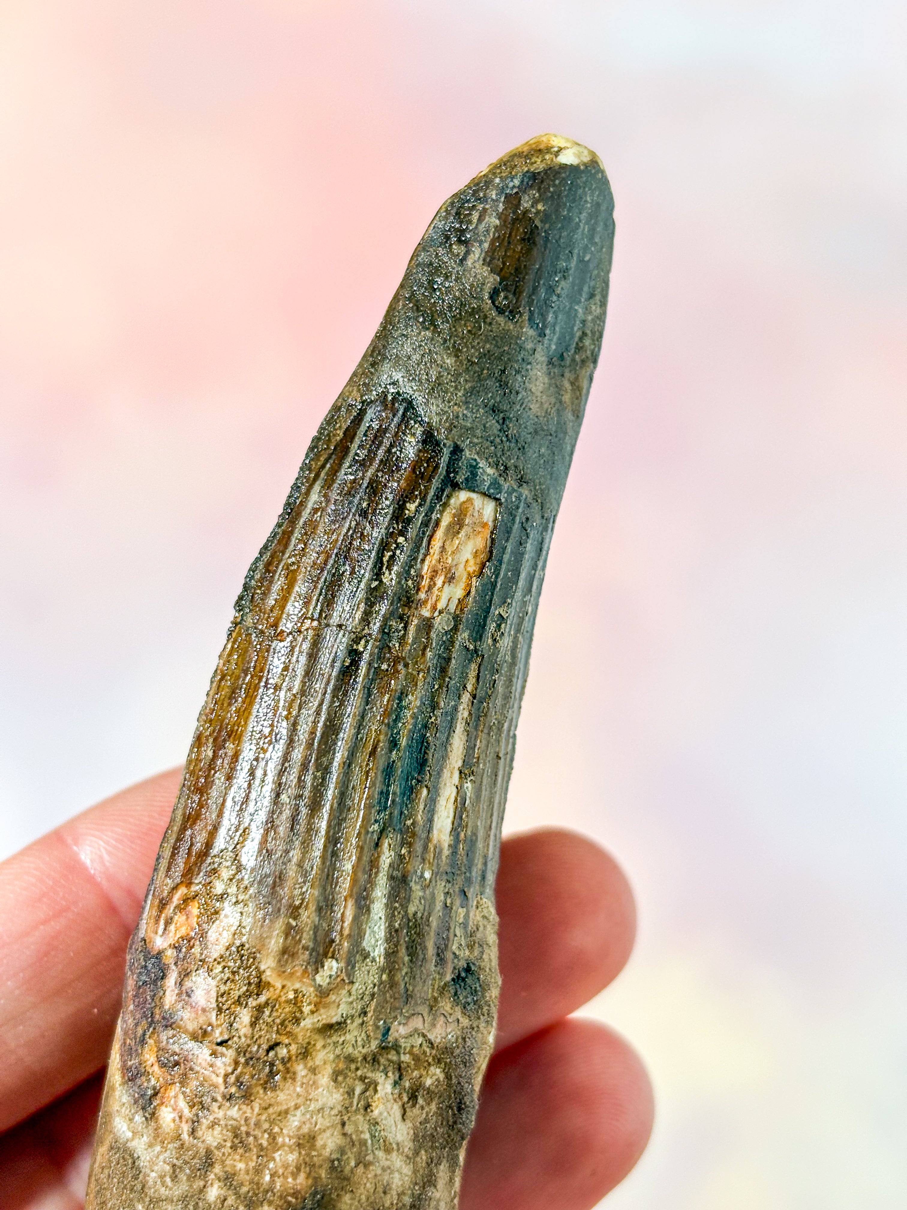 Spinosaurus Tand Fossil (Nr. 4)