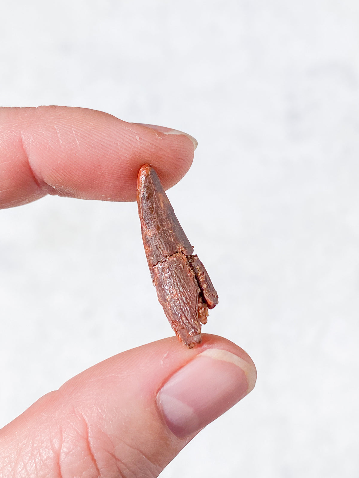 Pterosaur Tand Fossil (Nr. 6) Flyveøgle