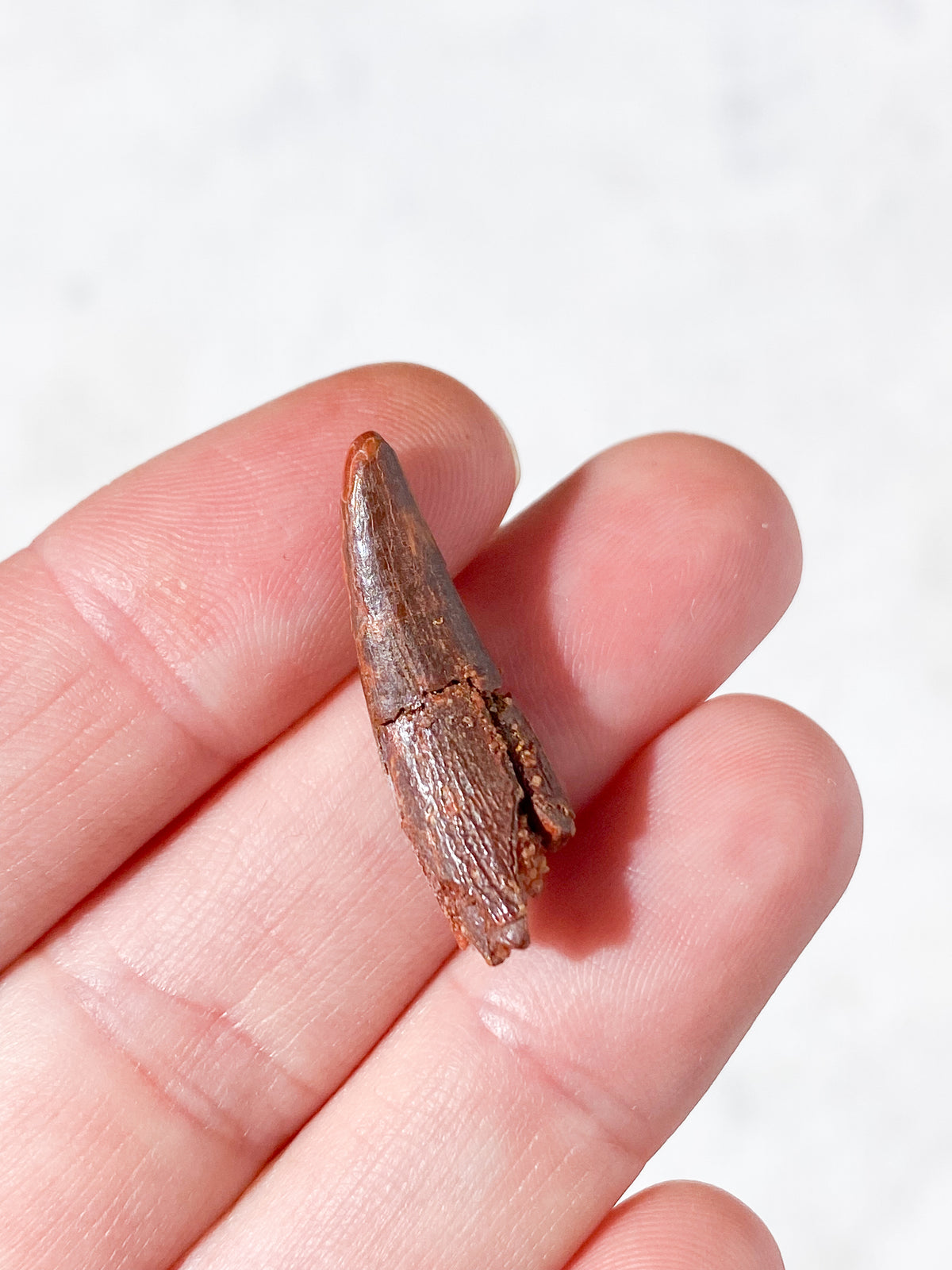 Pterosaur Tand Fossil (Nr. 6) Flyveøgle