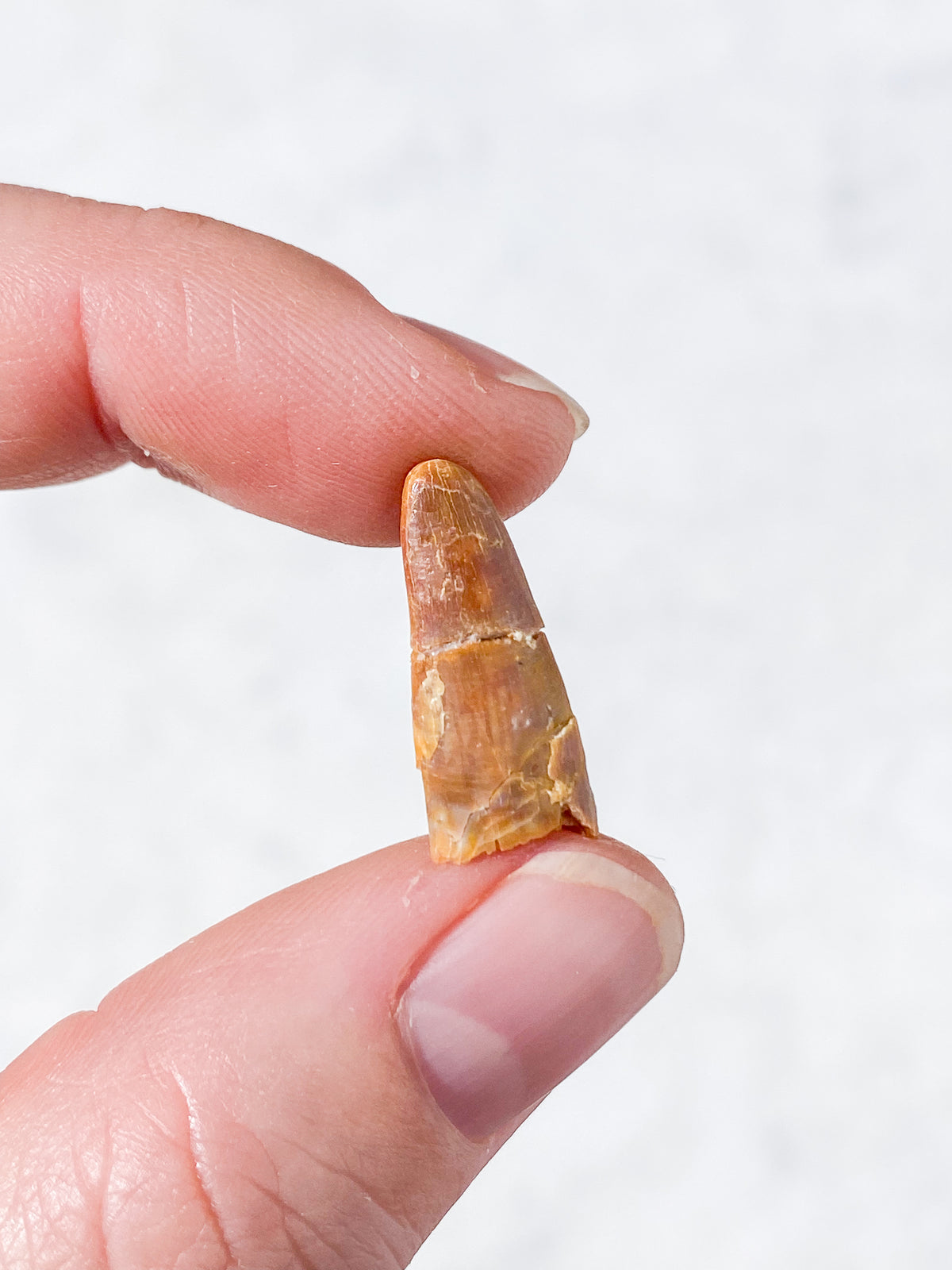 Pterosaur Tand Fossil (Nr. 7) Flyveøgle
