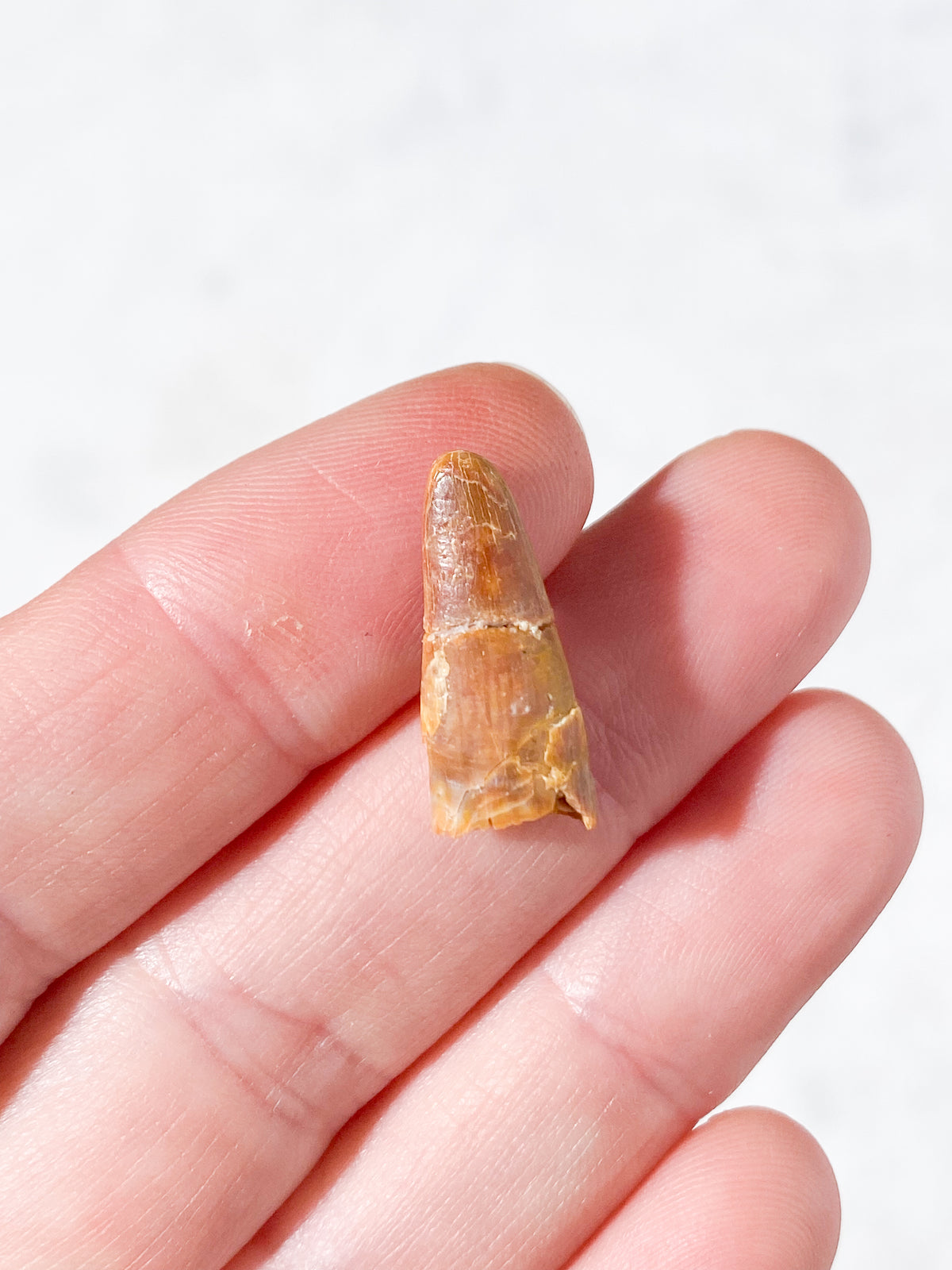 Pterosaur Tand Fossil (Nr. 7) Flyveøgle