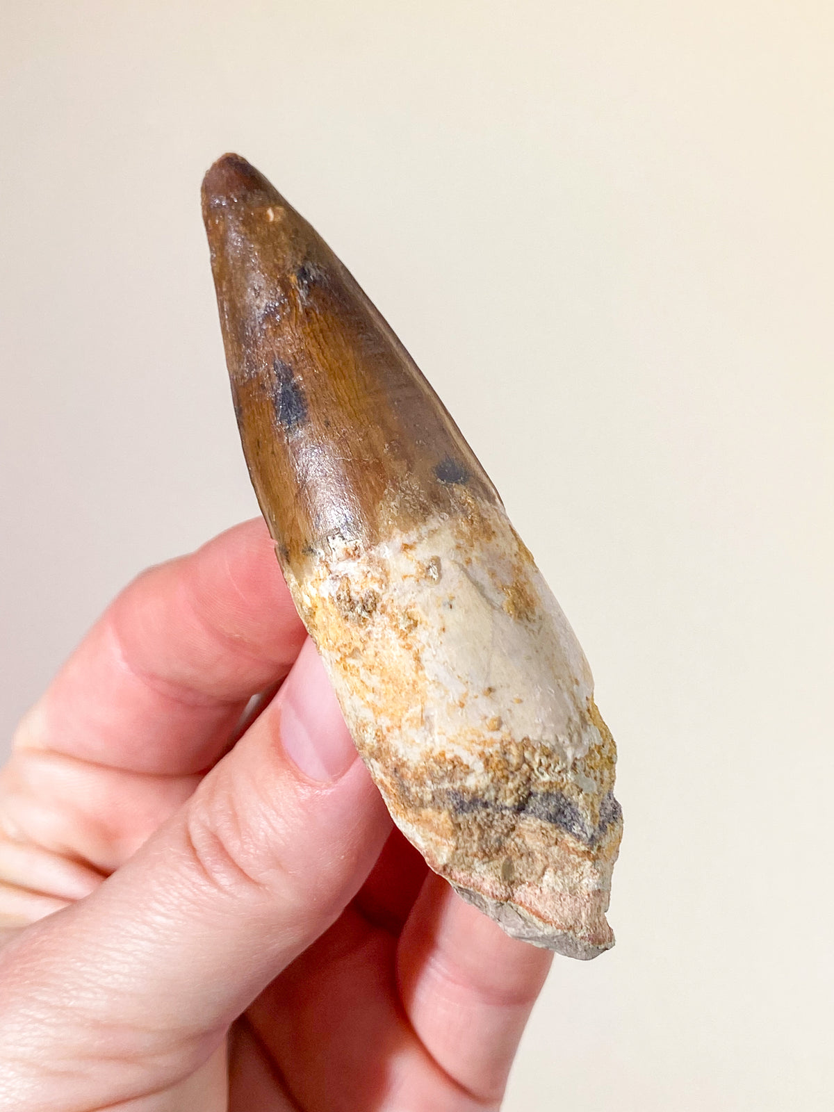 Spinosaurus Tand Fossil (Nr. 15)