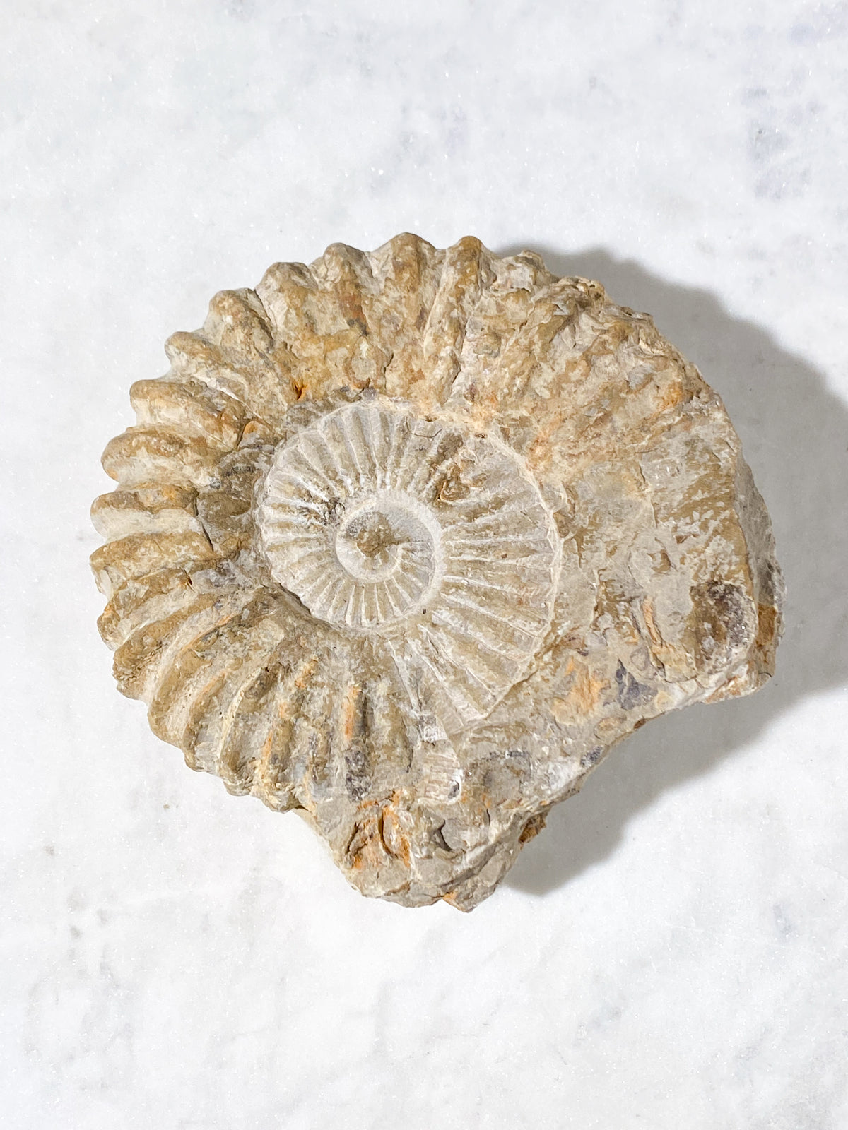 Stor Ammonit Fossil (Nr. 14)