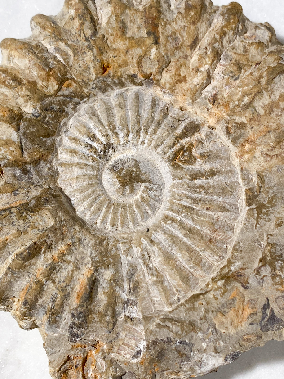 Stor Ammonit Fossil (Nr. 14)