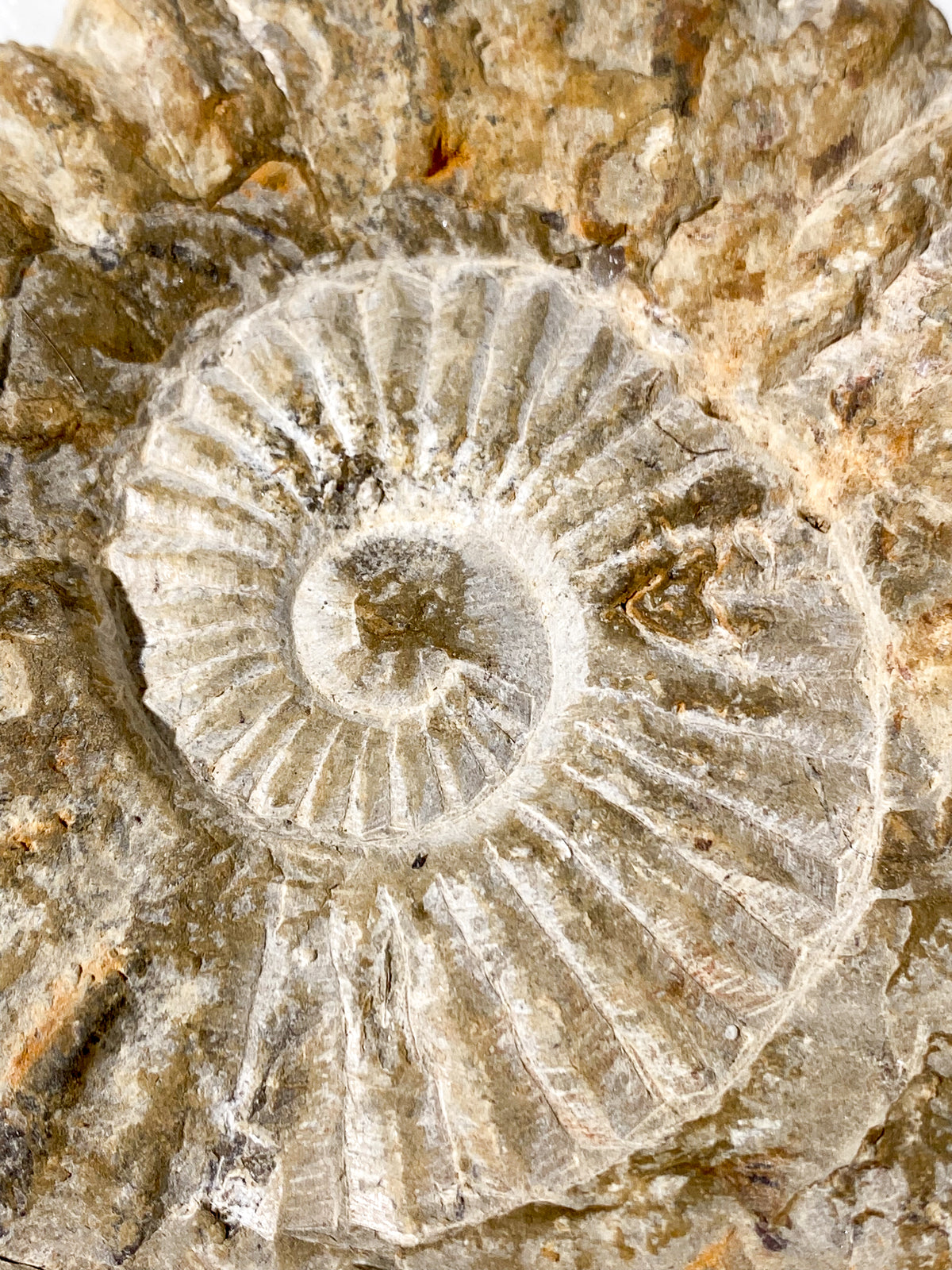 Stor Ammonit Fossil (Nr. 14)