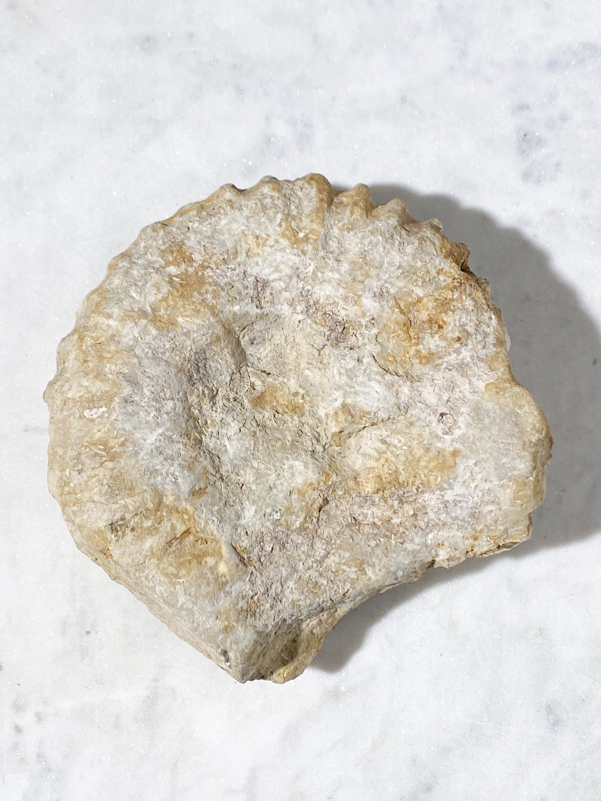 Stor Ammonit Fossil (Nr. 14)