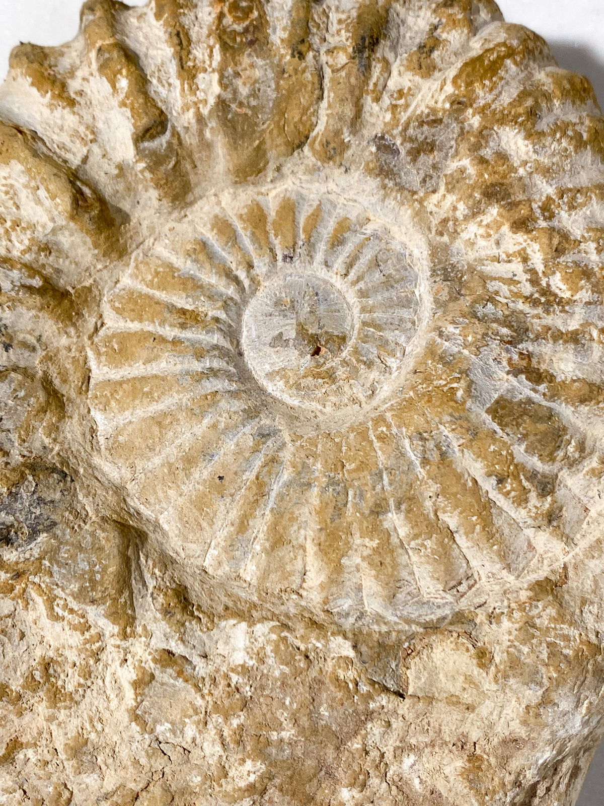 Stor Ammonit Fossil (Nr. 15)