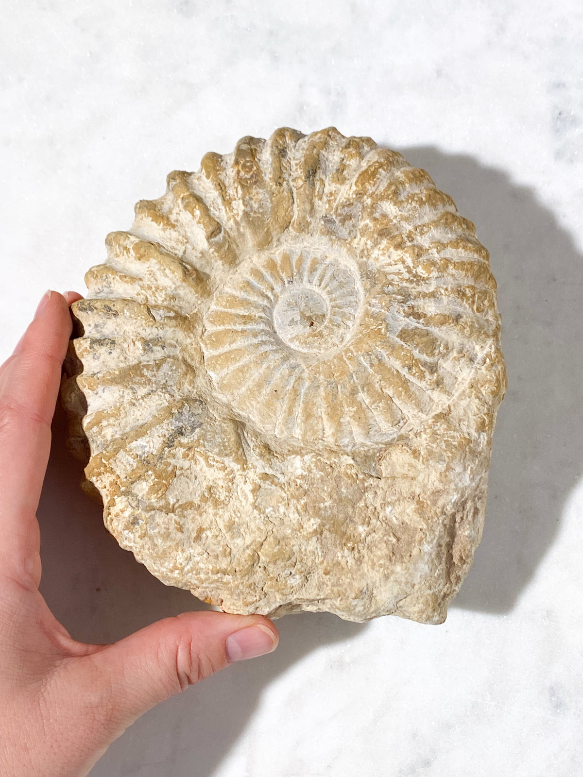 Stor Ammonit Fossil (Nr. 15)